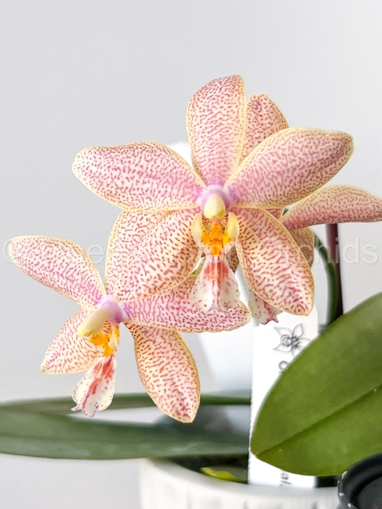 Polychilos Polychilos Phalaenopsis - The 'Summer Star' Subgenus! – Roehampton Orchids