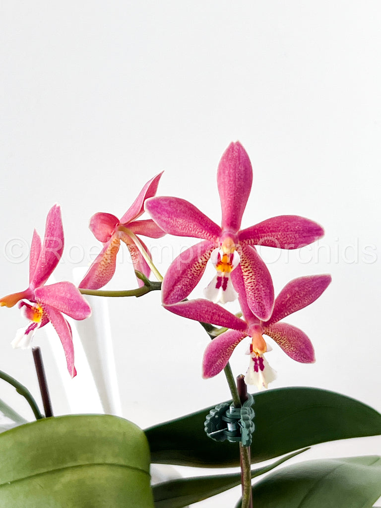 Polychilos Polychilos Phalaenopsis - The 'Summer Star' Subgenus! – Roehampton Orchids
