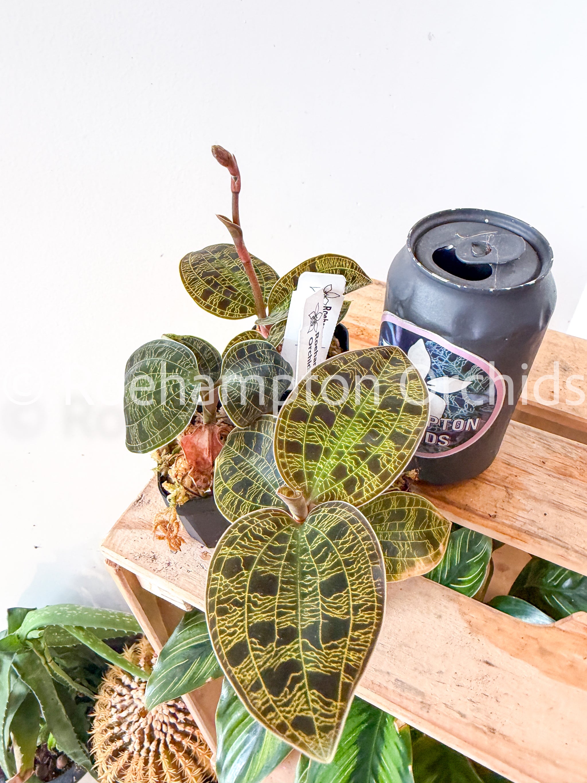 Mac. petola var. Kalimantan – Roehampton Orchids