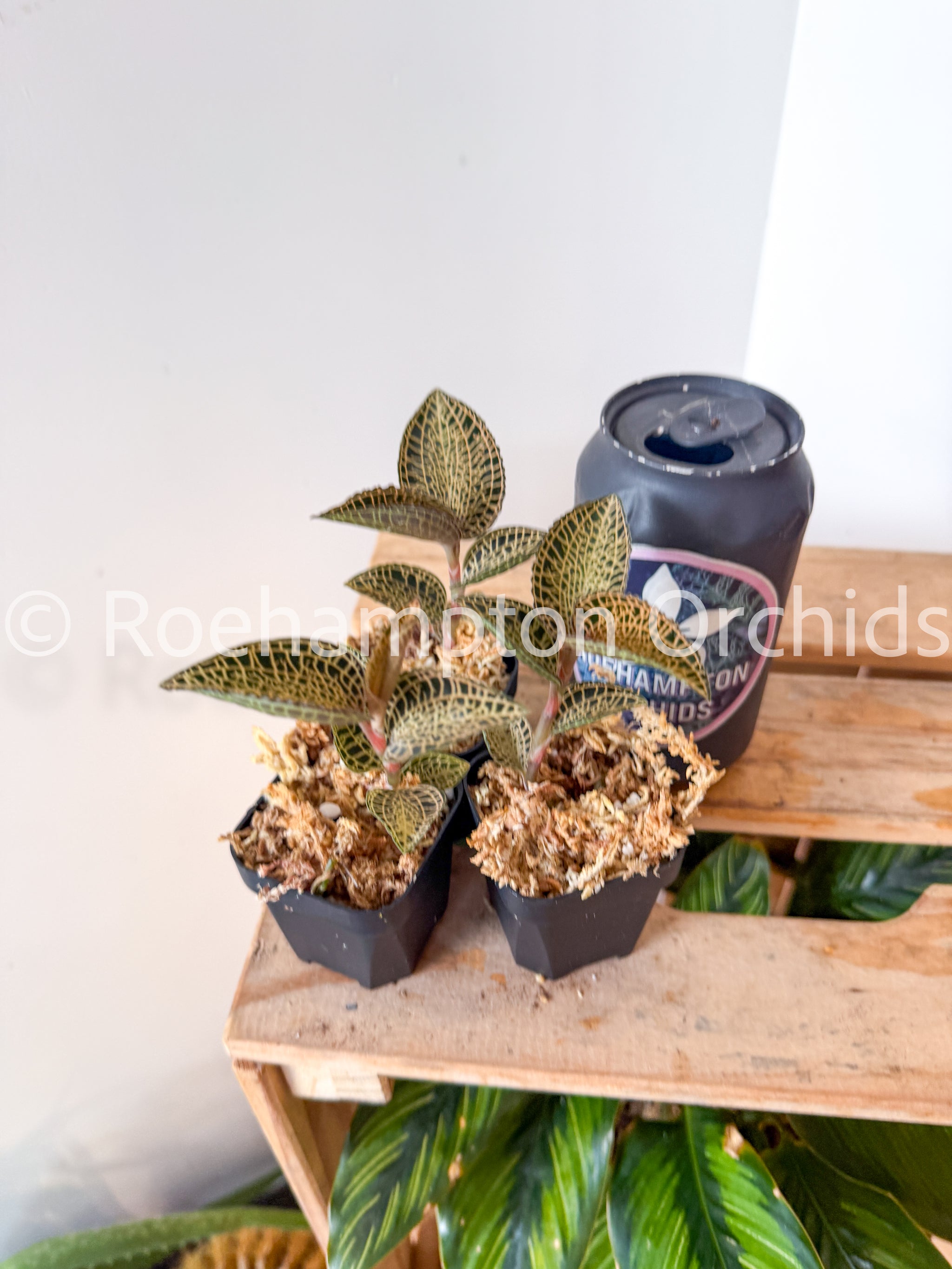 Anct. roxburghii 'White Gold' – Roehampton Orchids