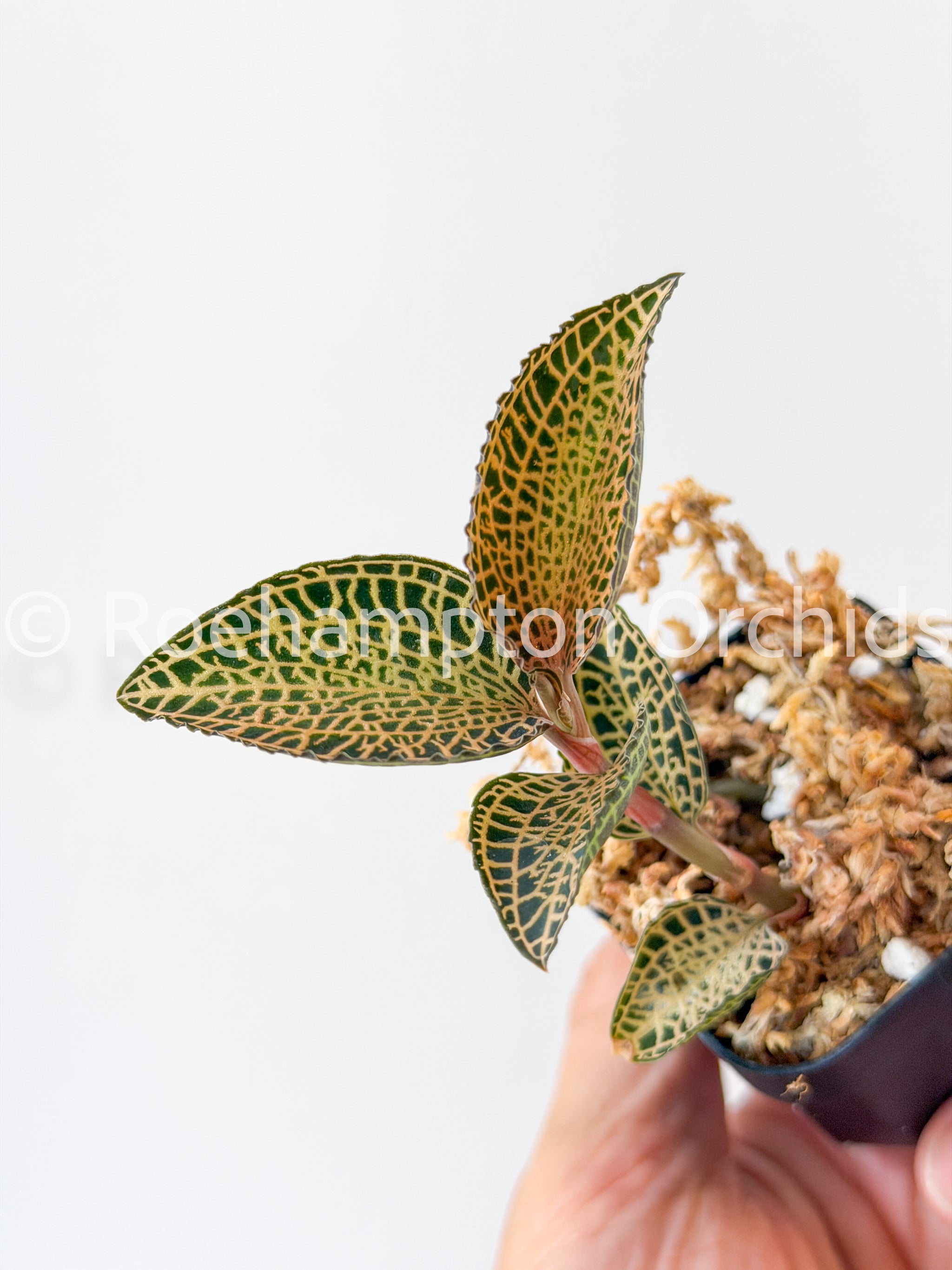 Anct. roxburghii 'White Gold' – Roehampton Orchids