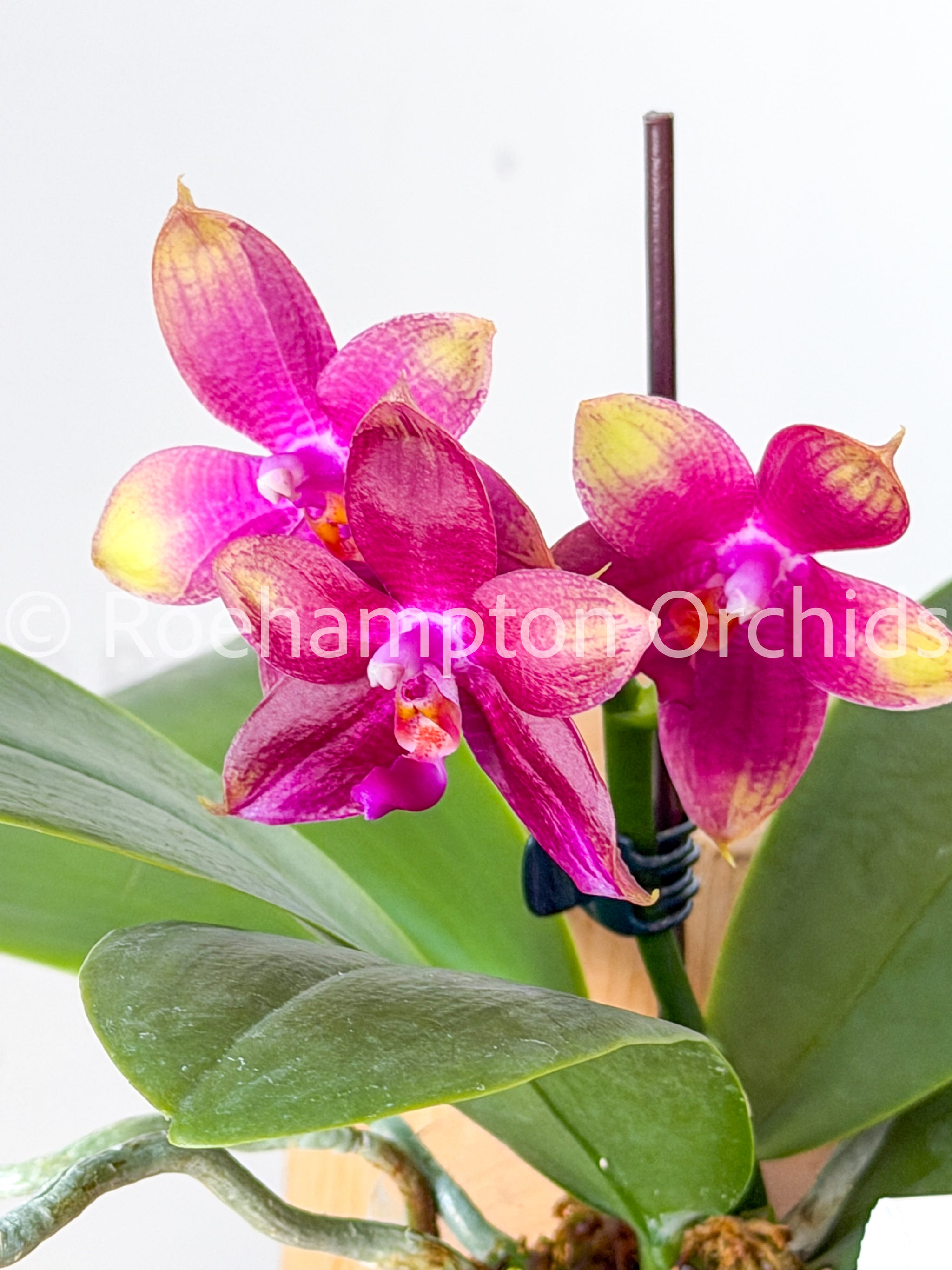 Phal. Meidarland Kaiulani '700' HCC/AOS – Roehampton Orchids