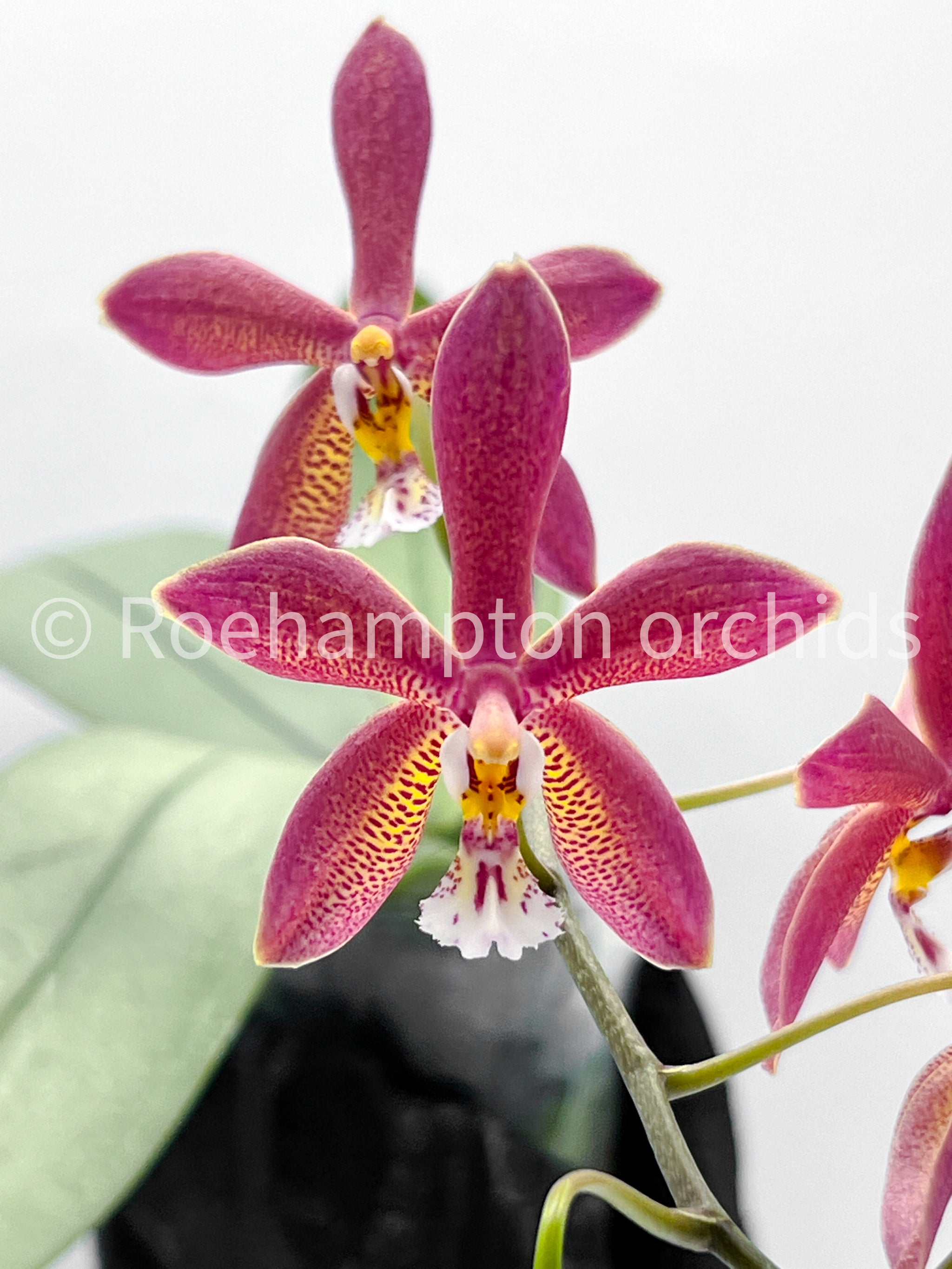 Phal. Bronze Maiden (unknown colour) – Roehampton Orchids