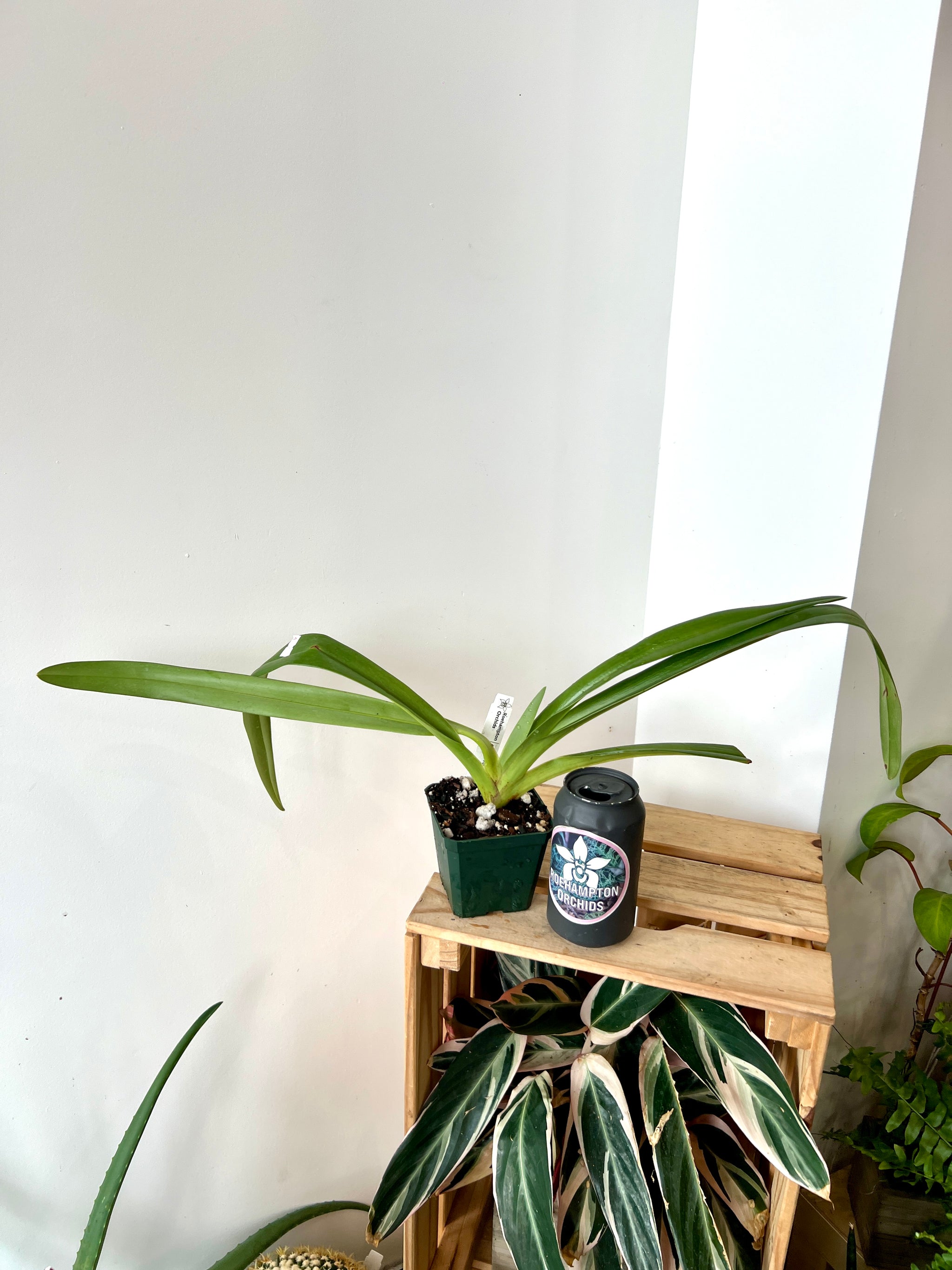 Paph. rothschildianum – Roehampton Orchids
