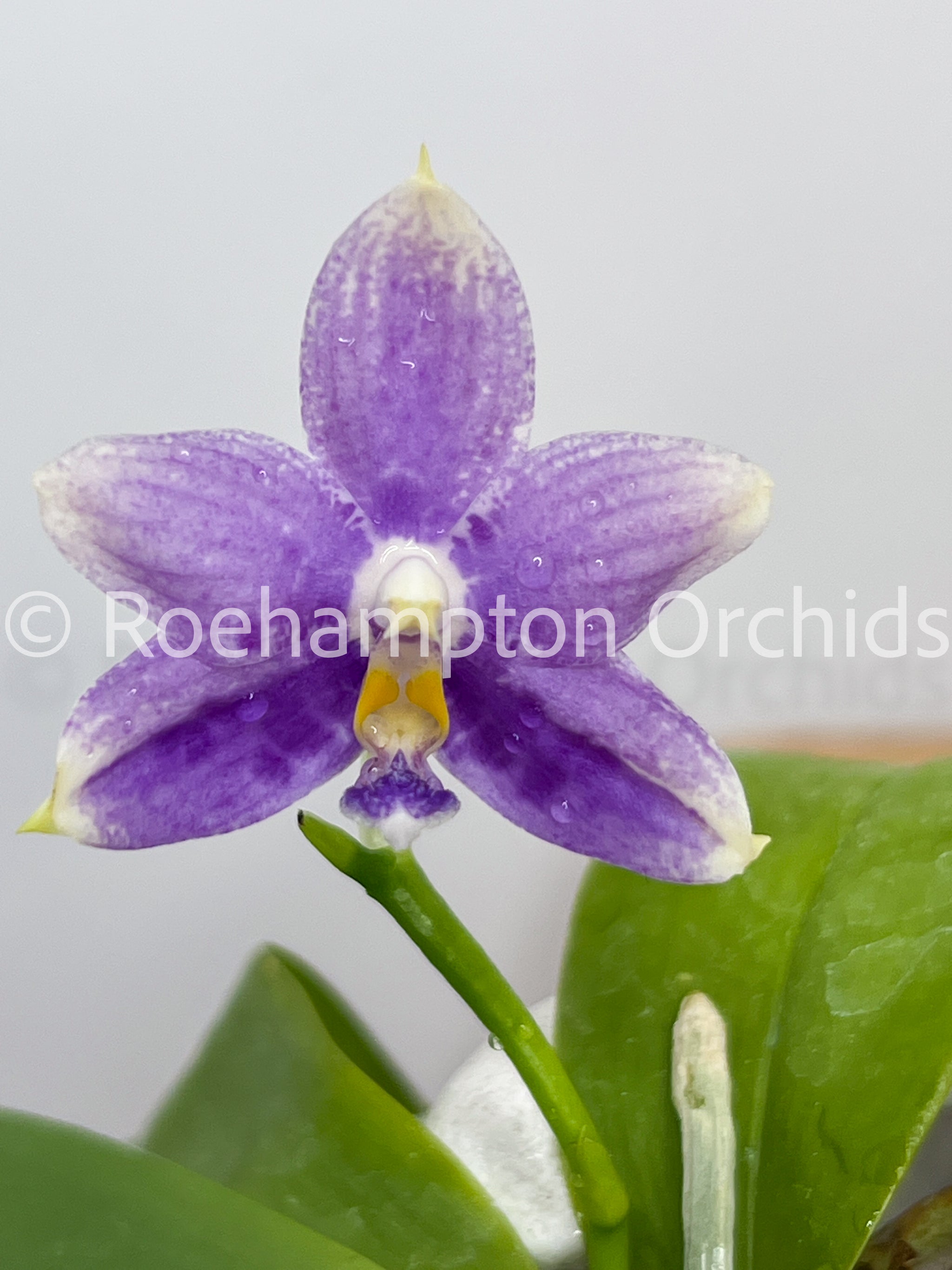 Phal. LL Blue Wave – Roehampton Orchids