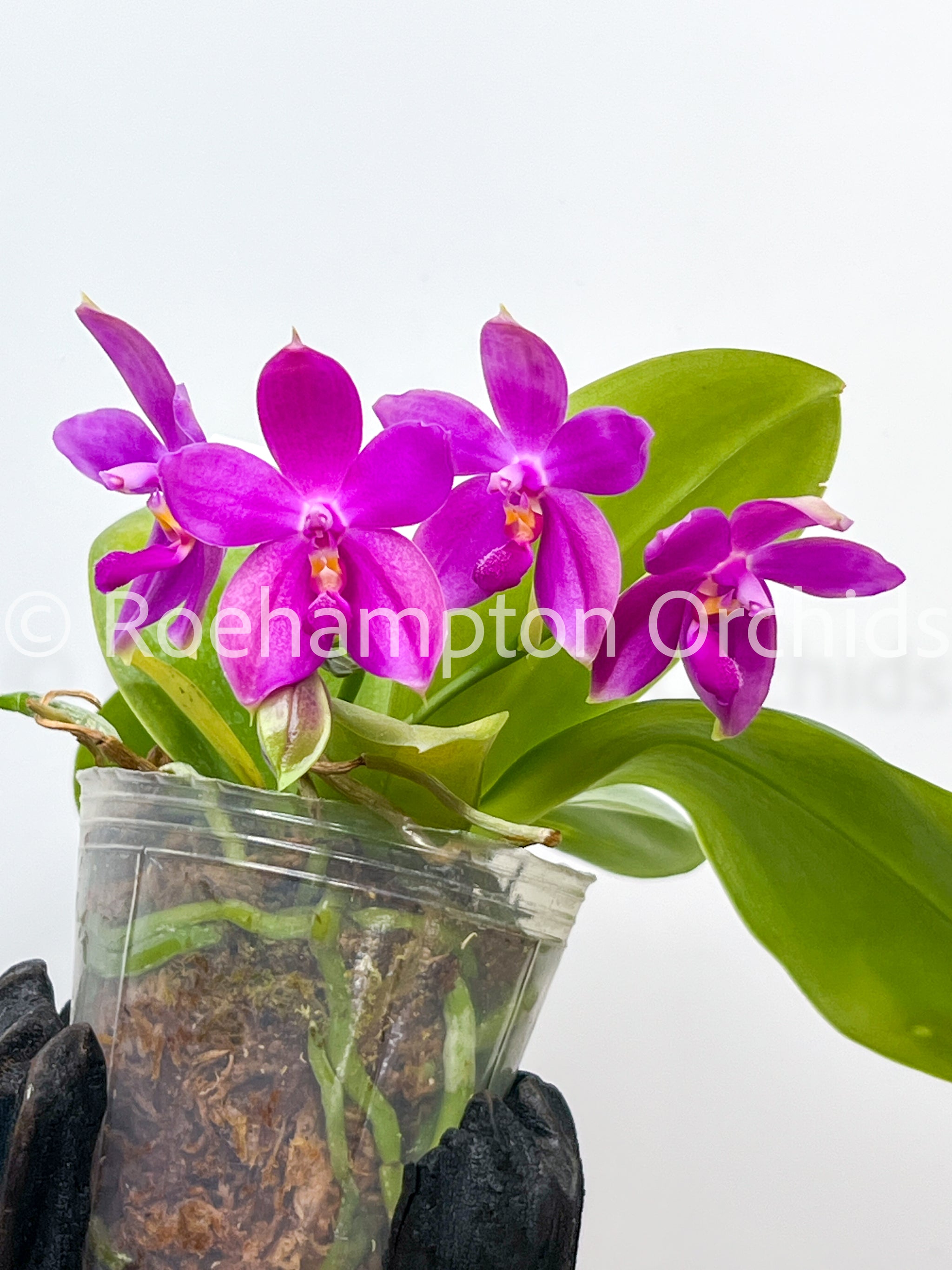 Phal. Jennifer Palmero – Roehampton Orchids
