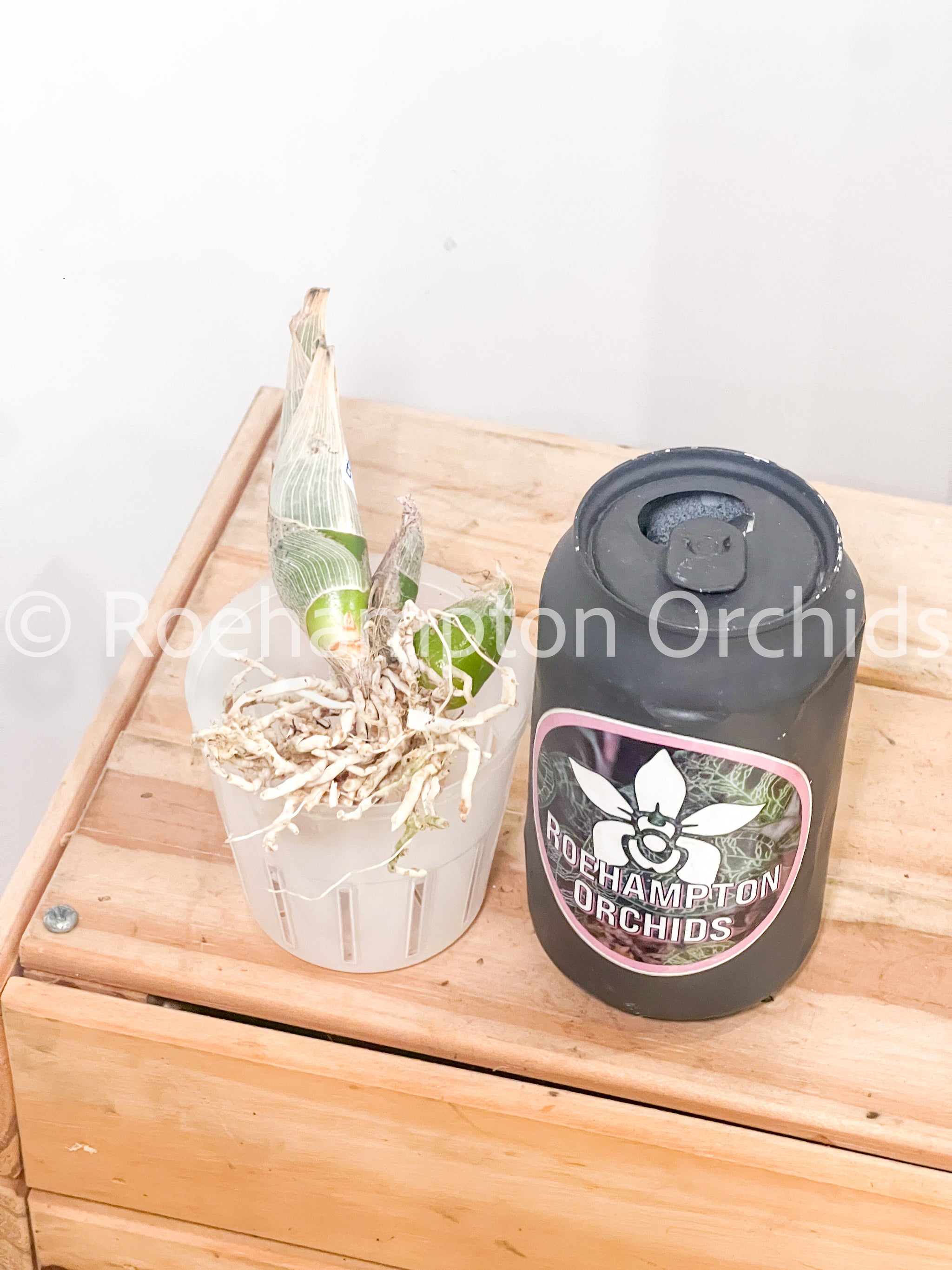 FDK After Dark 'SVO Black Pearl' FCC/AOS – Roehampton Orchids