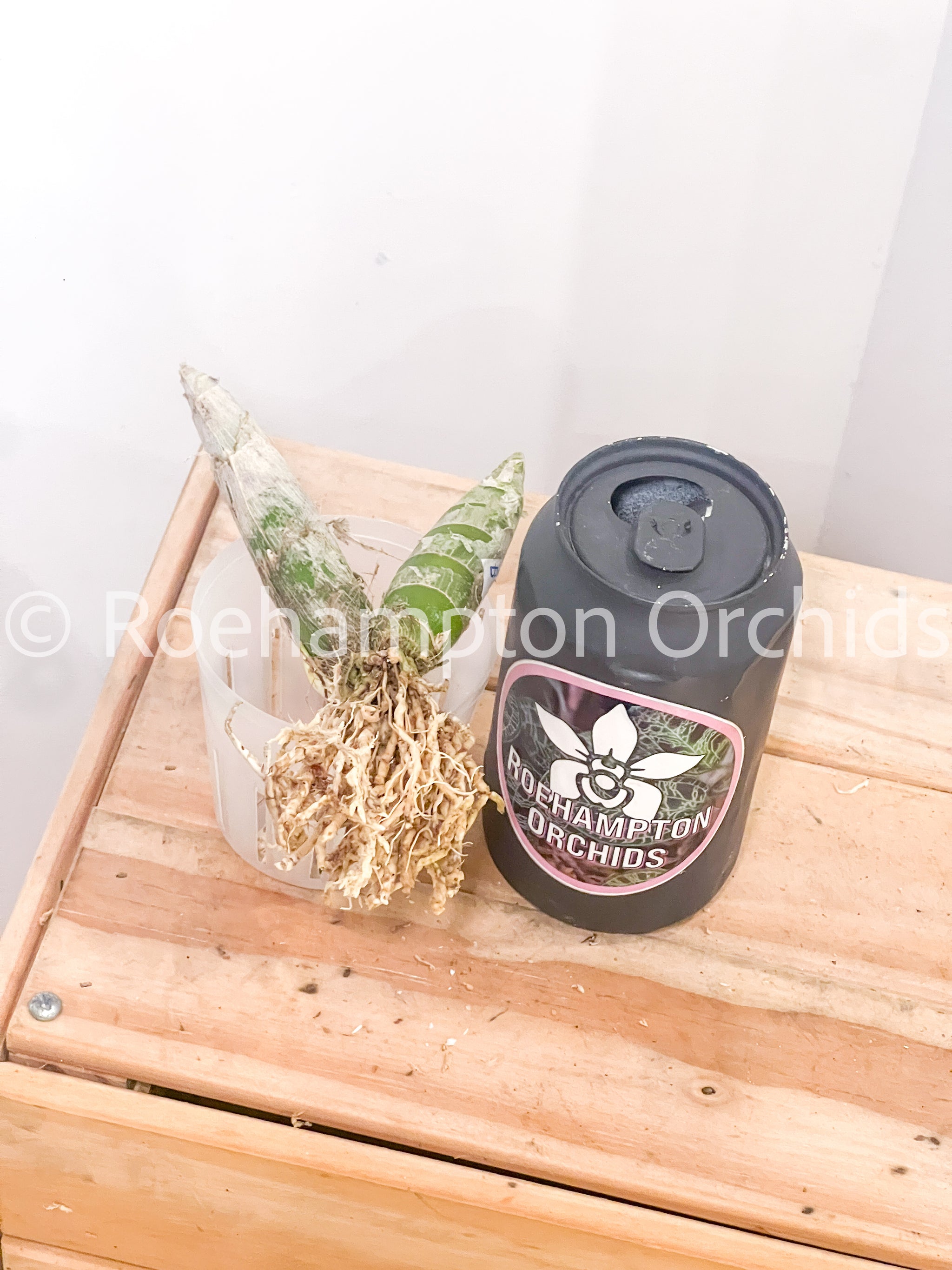 Cycd. Wine Delight 'Jem' FCC/AOS – Roehampton Orchids