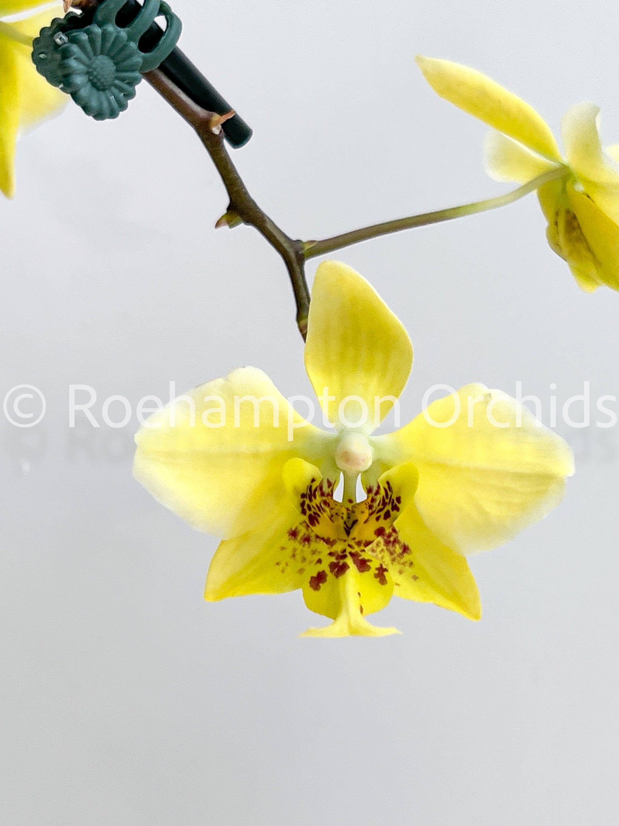 洋蘭原種(323) Phal. stuartiana var. nobilis ファレノプシス スチュ