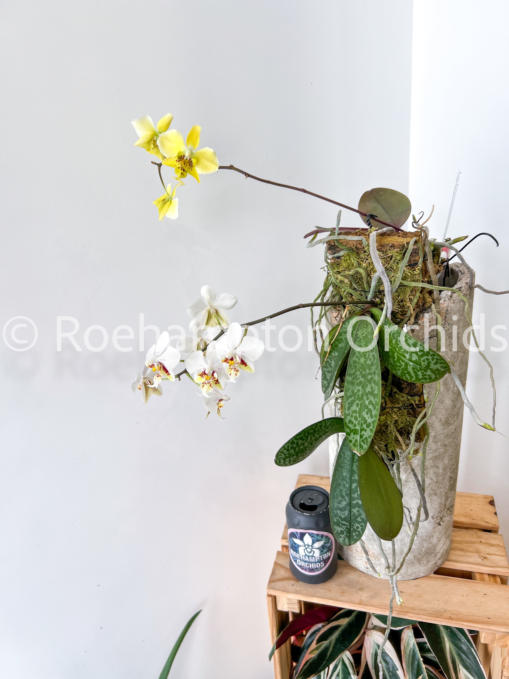 Phalaenopsis stuartiana (Moth Orchid) 【NK】Phal. Schilleriana
