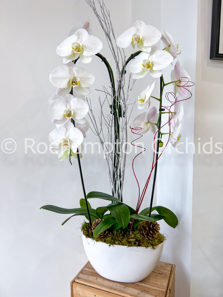 Orchids – Roehampton Orchids