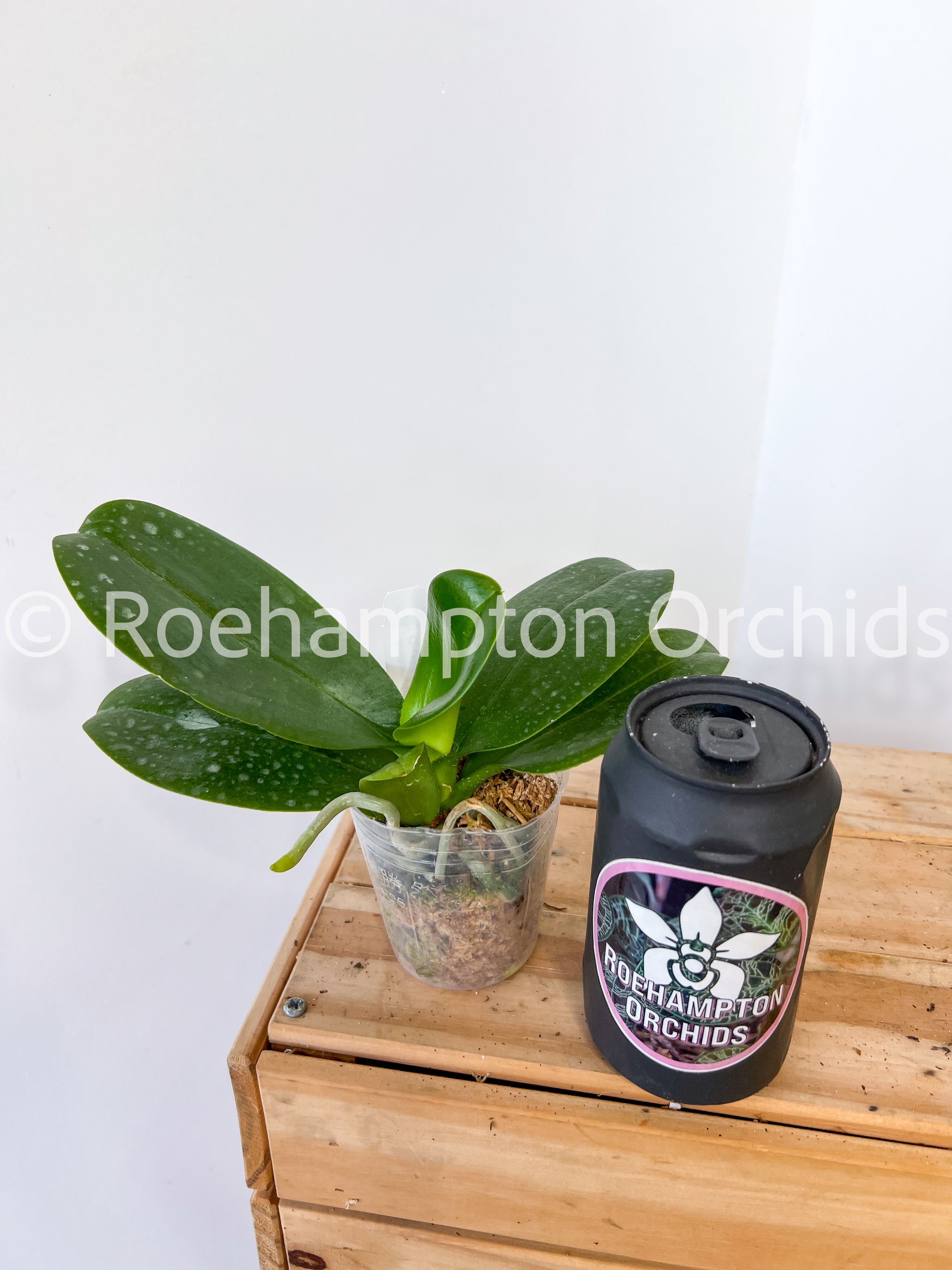 Phal. Chiada Stacy – Roehampton Orchids