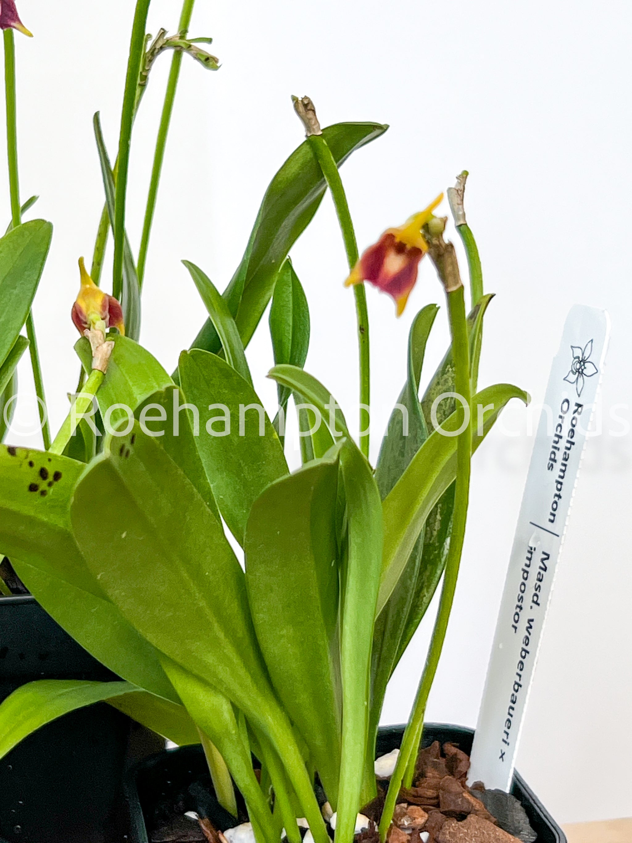 Masd. weberbaueri × impostor – Roehampton Orchids