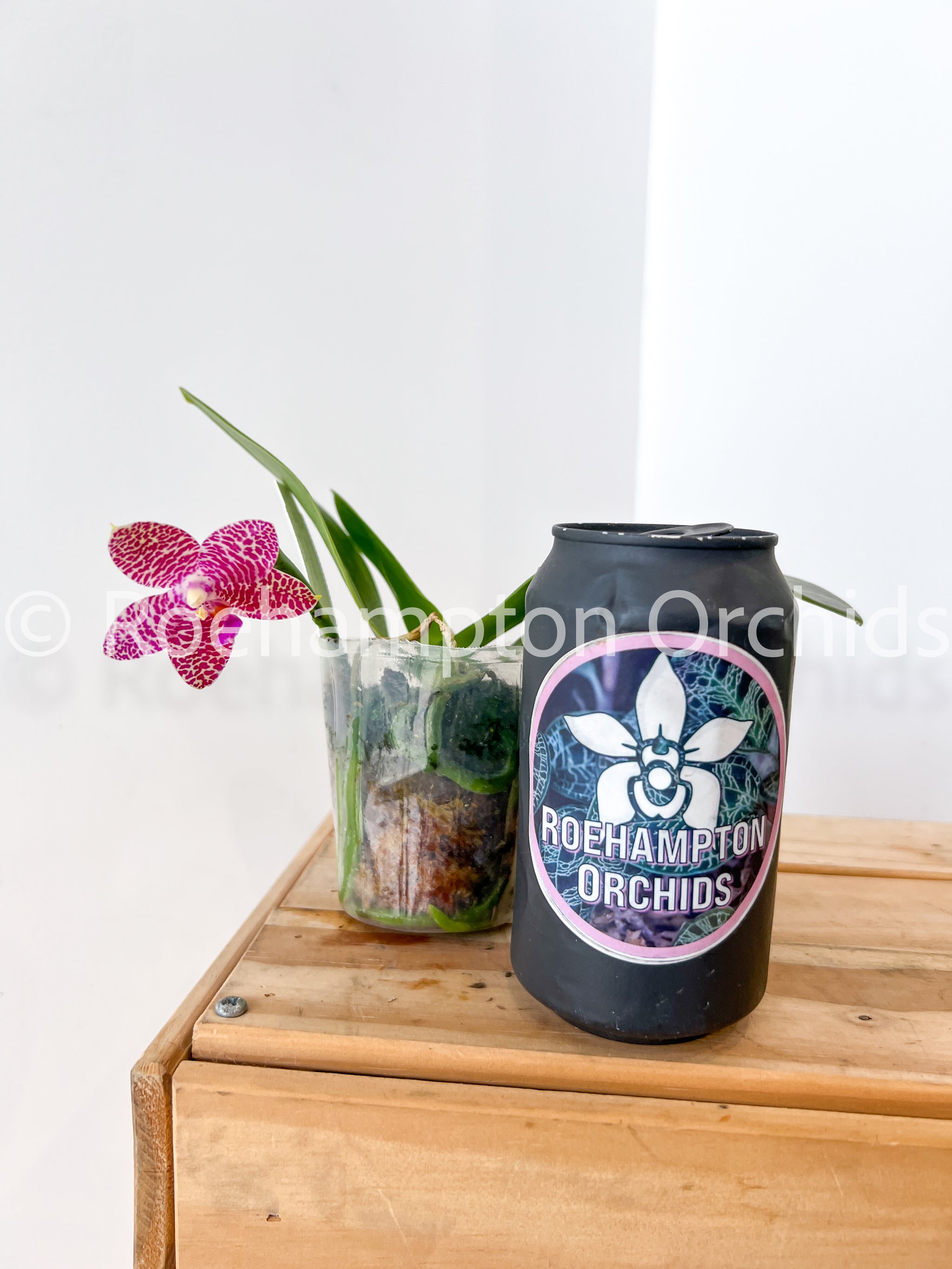 Phal. Mok Choi Yew '788' – Roehampton Orchids