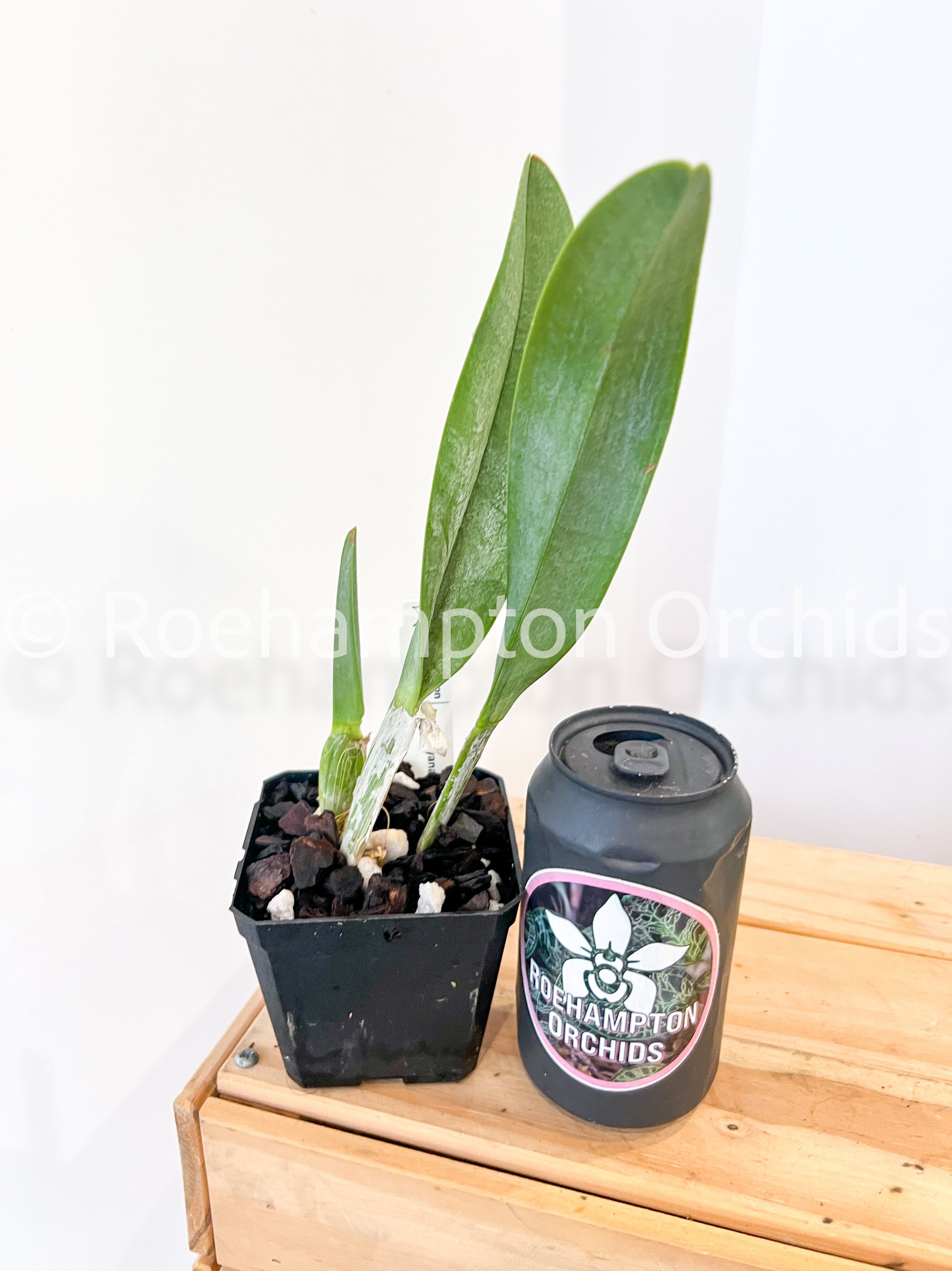 Rl. digbyana 'Green Giant' FCC/AOS – Roehampton Orchids