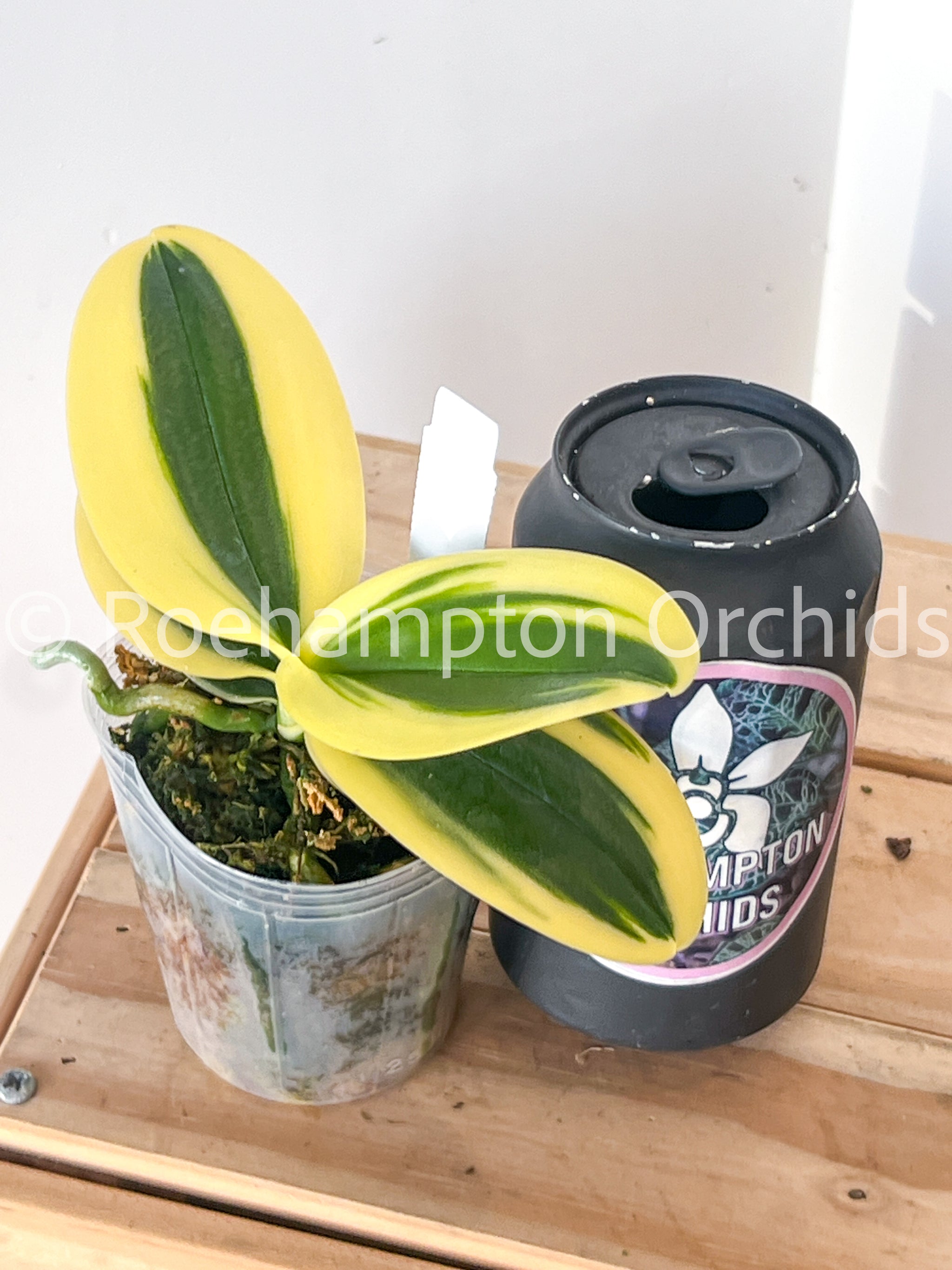 Phal. Sogo Vivien (Super) 'Variegata' – Roehampton Orchids