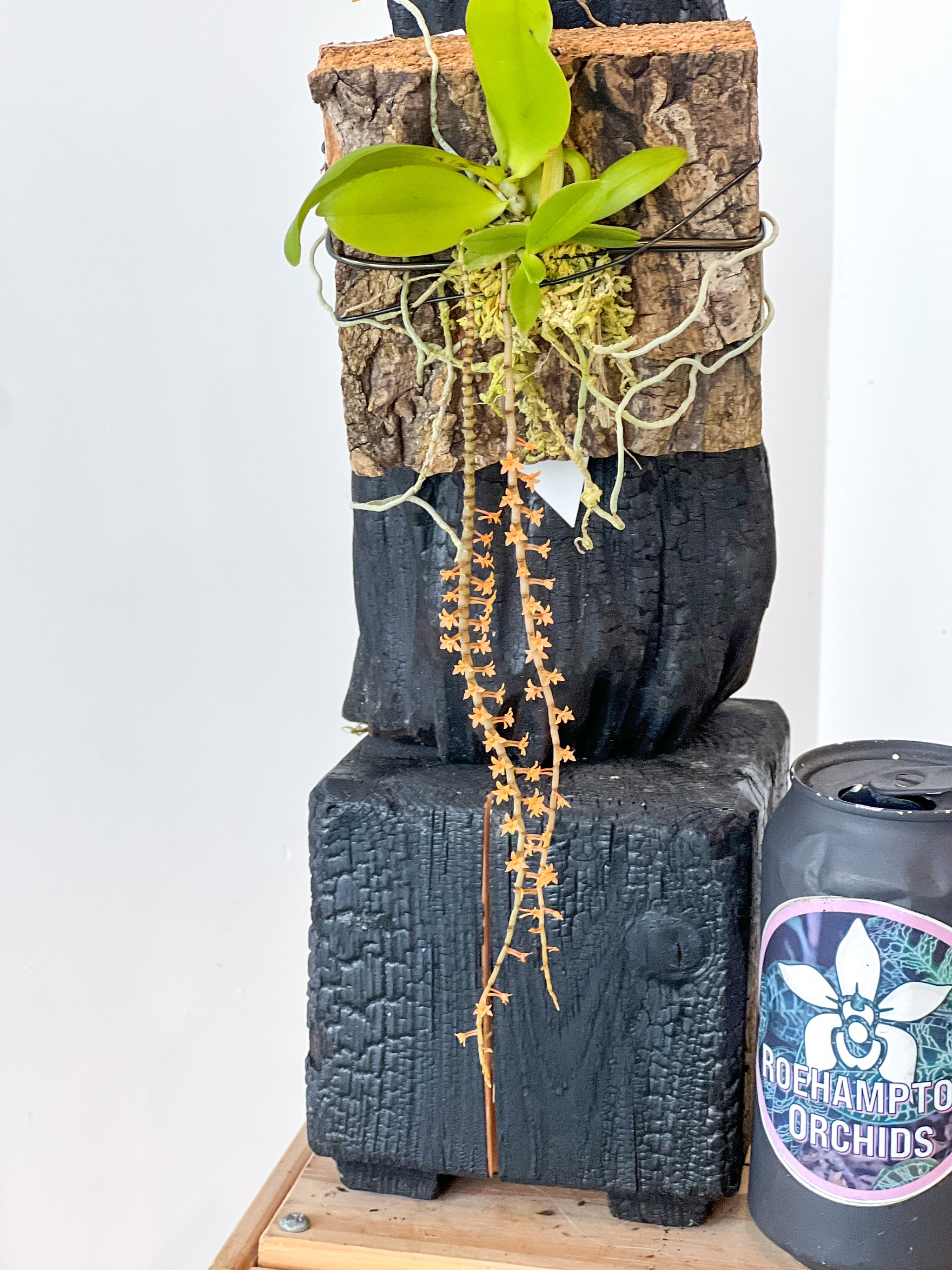 グリーンフラワーアゲート エンハイドロ Aerangis hildebrandtii 'Gold Country' – Roehampton Orchids