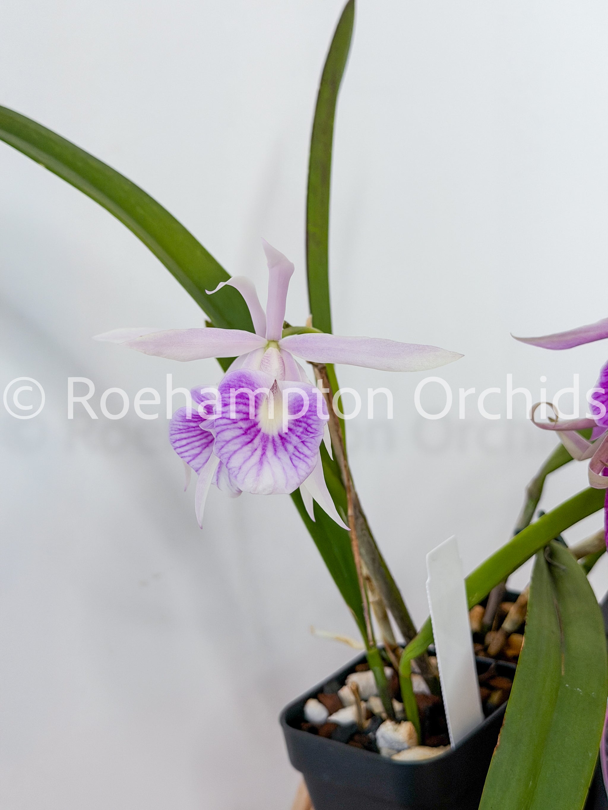 Bc. Morning Glory 'Valentine Kiss' – Roehampton Orchids