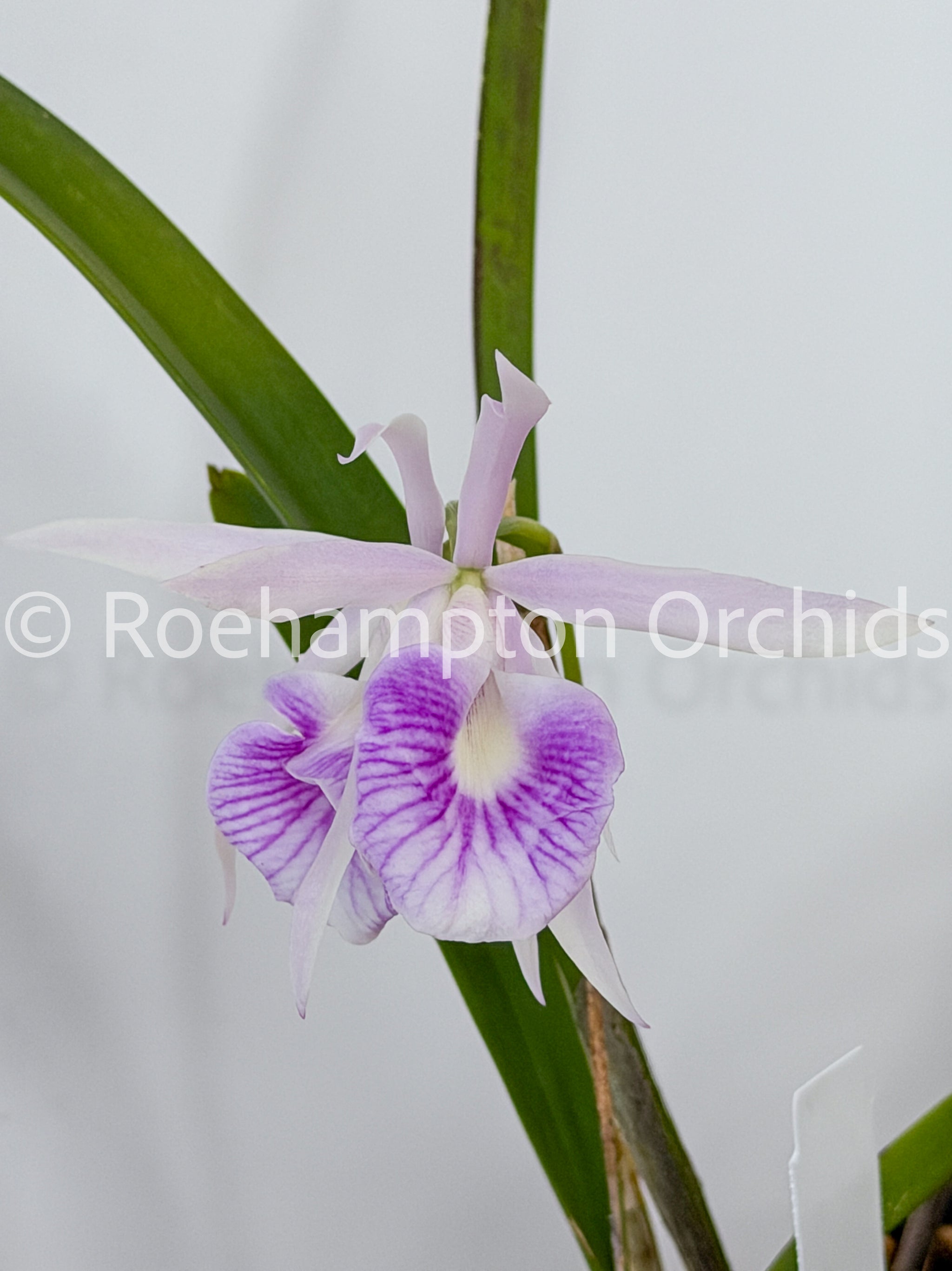 Bc. Morning Glory 'Valentine Kiss' – Roehampton Orchids