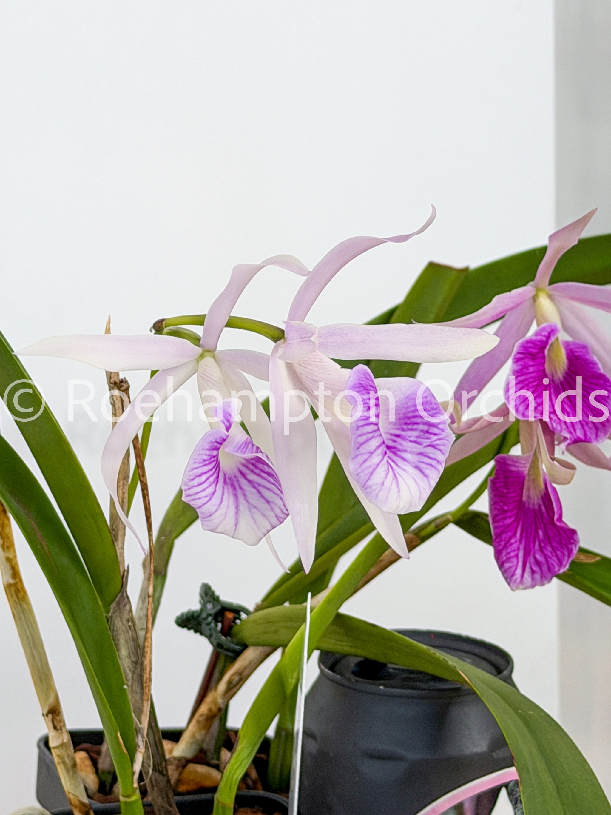 Bc. Morning Glory 'Valentine Kiss' – Roehampton Orchids