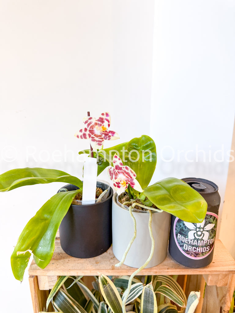 Polychilos Phalaenopsis - The 'Summer Star' Subgenus! – Roehampton Orchids
