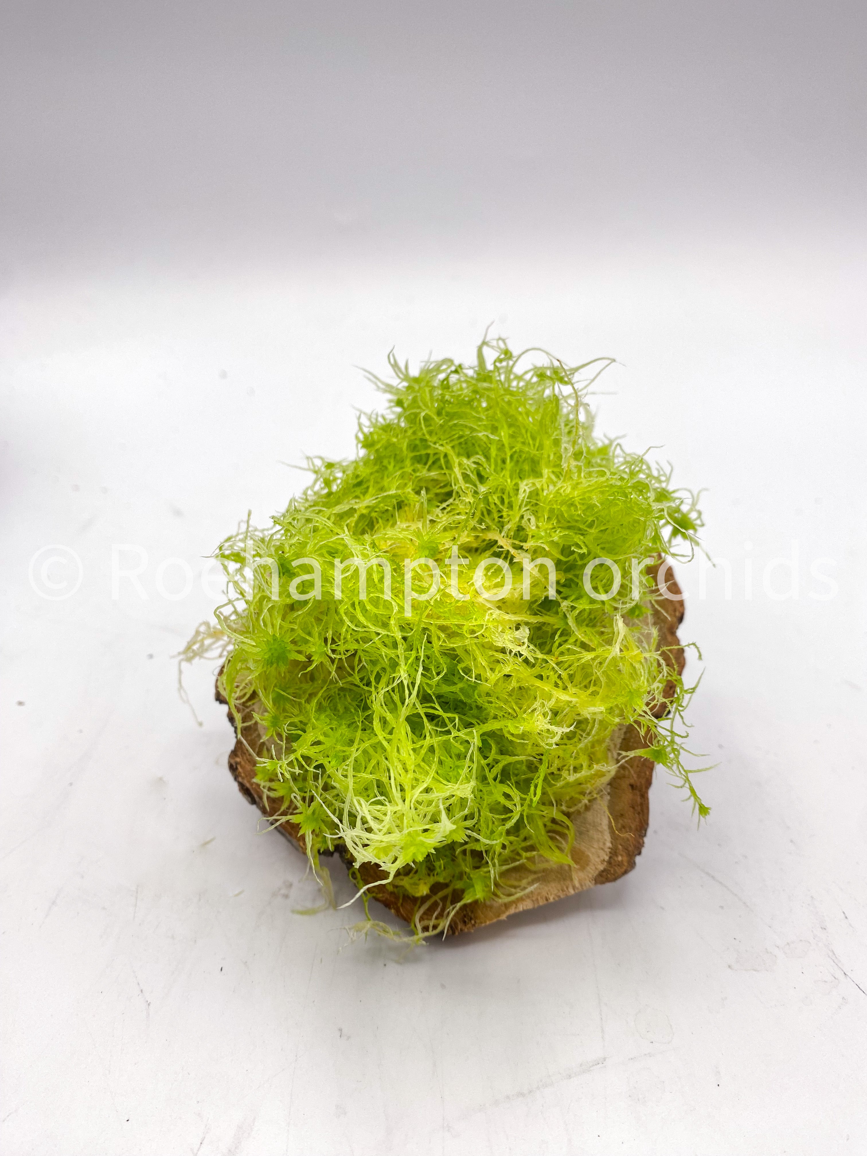 The Plant Guy Live Sphagnum Moss Starter