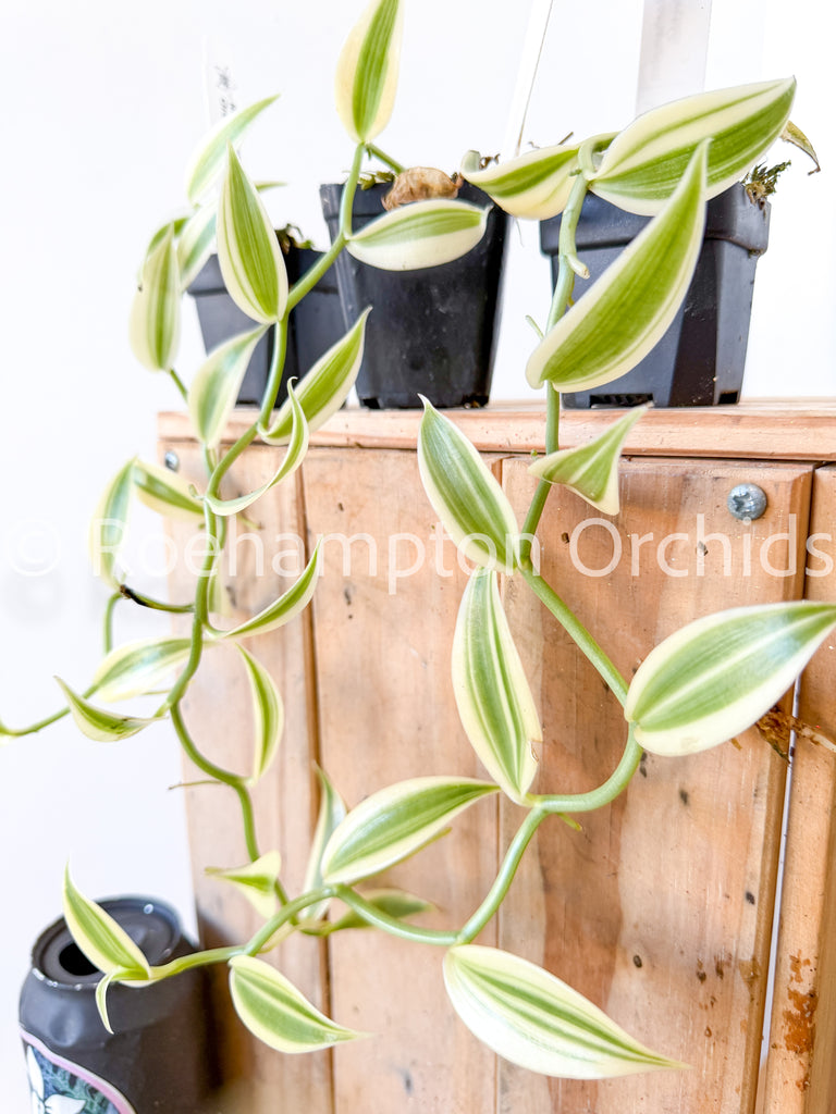 Misc genus – Roehampton Orchids