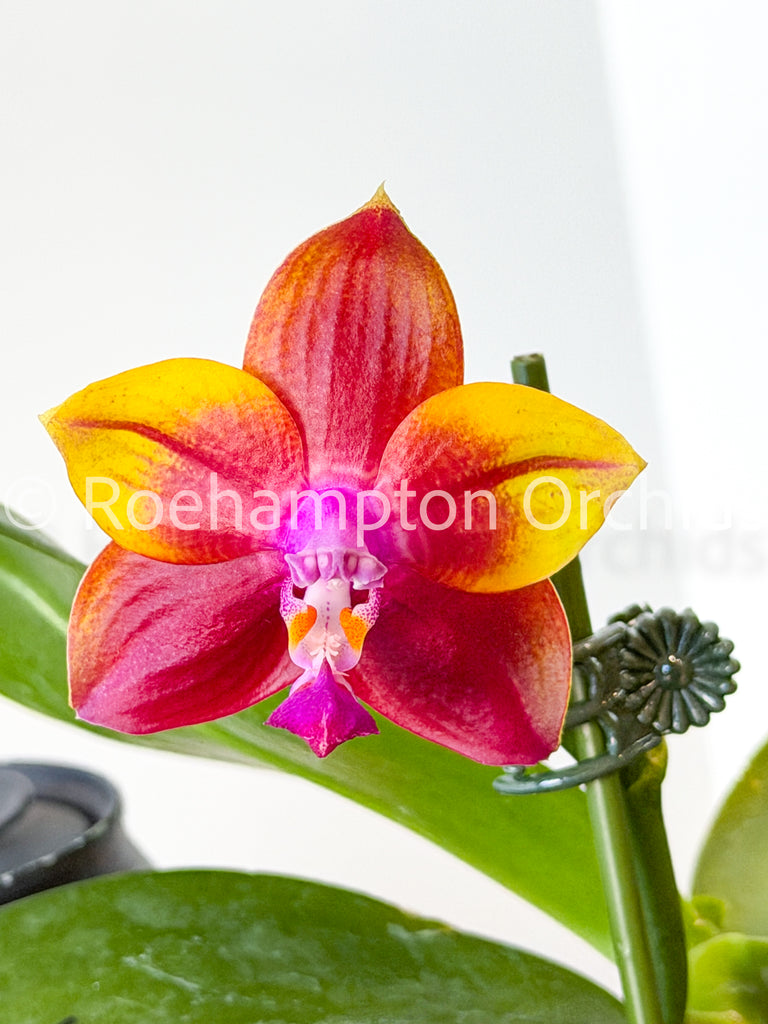 Phalaenopsis (All) – Tagged 
