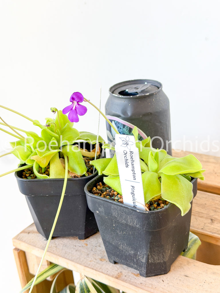 Misc genus – Roehampton Orchids