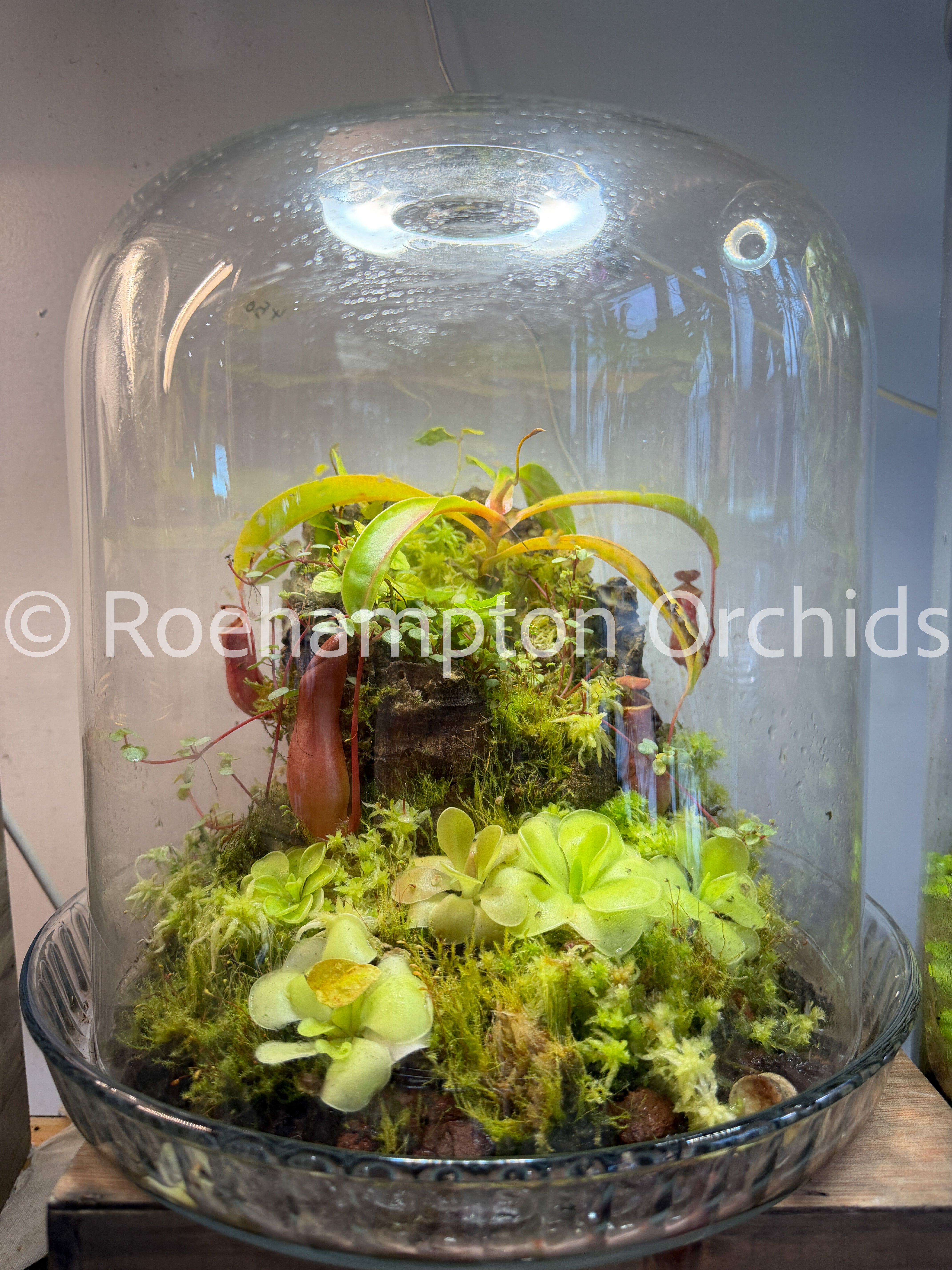 Roehampton Bells Bell Terrarium – Roehampton Orchids