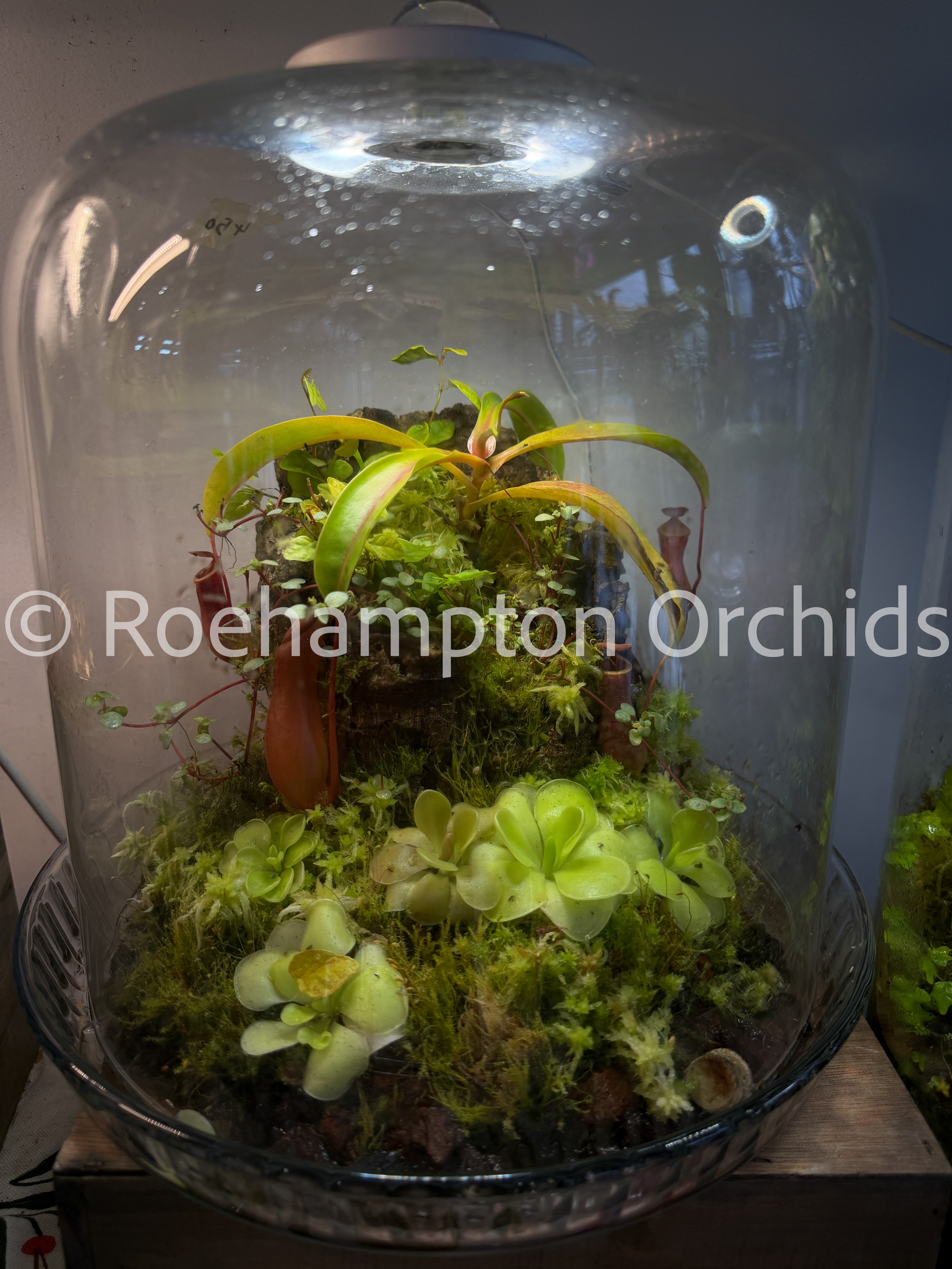 Roehampton Bells Bell Terrarium – Roehampton Orchids