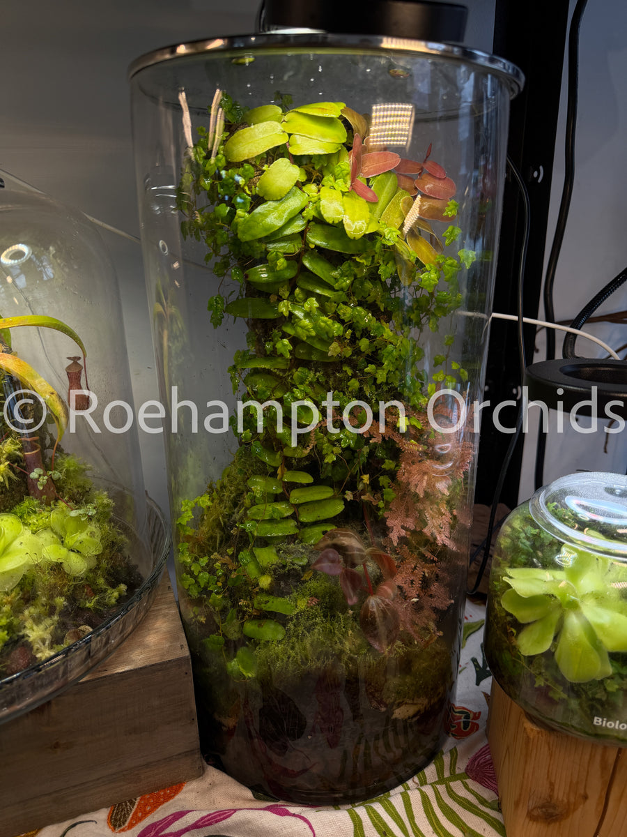 Custom Terrarium – Roehampton Orchids