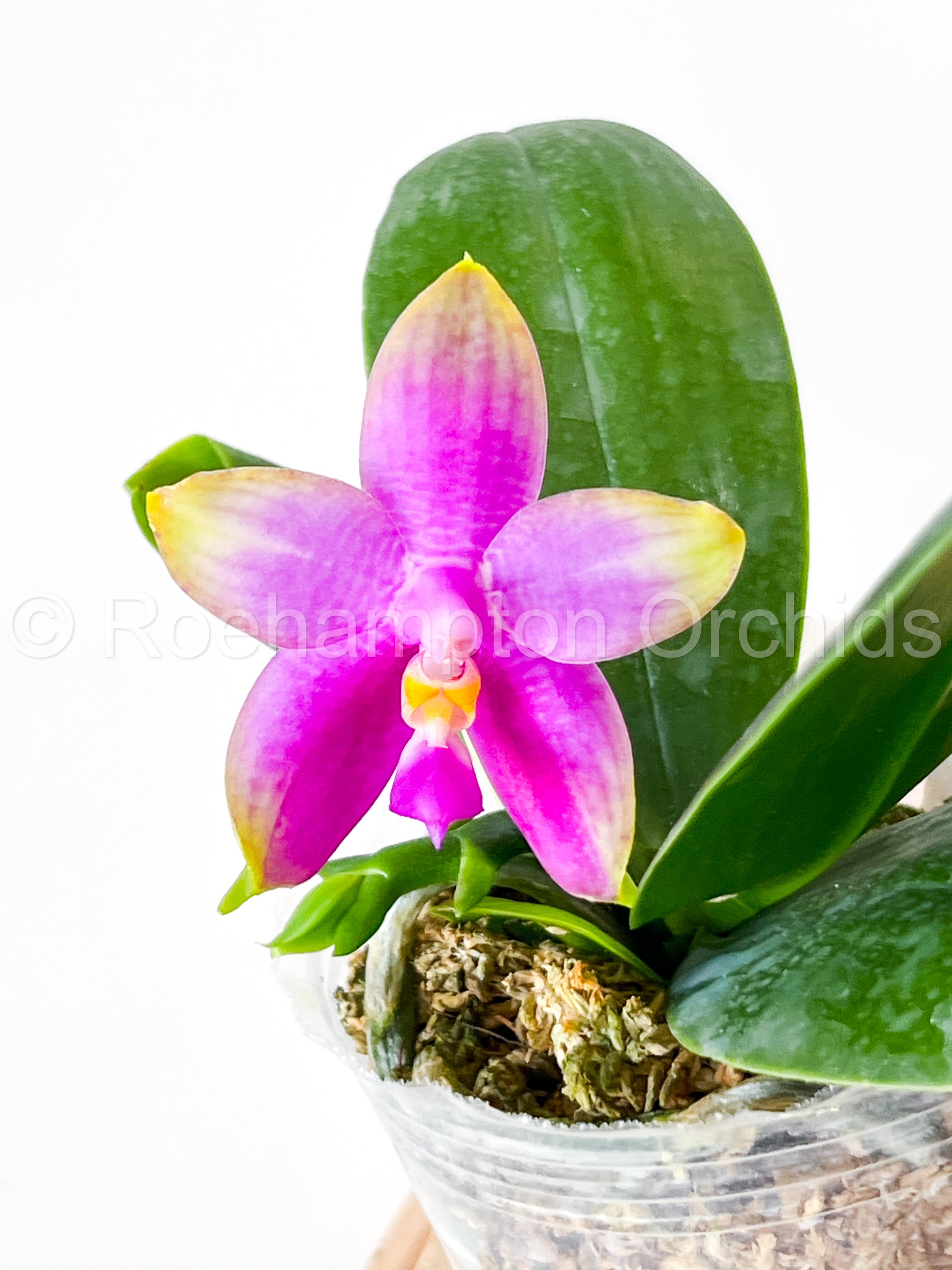 Phal. Meidarland Kaiulani 'Apple' – Roehampton Orchids
