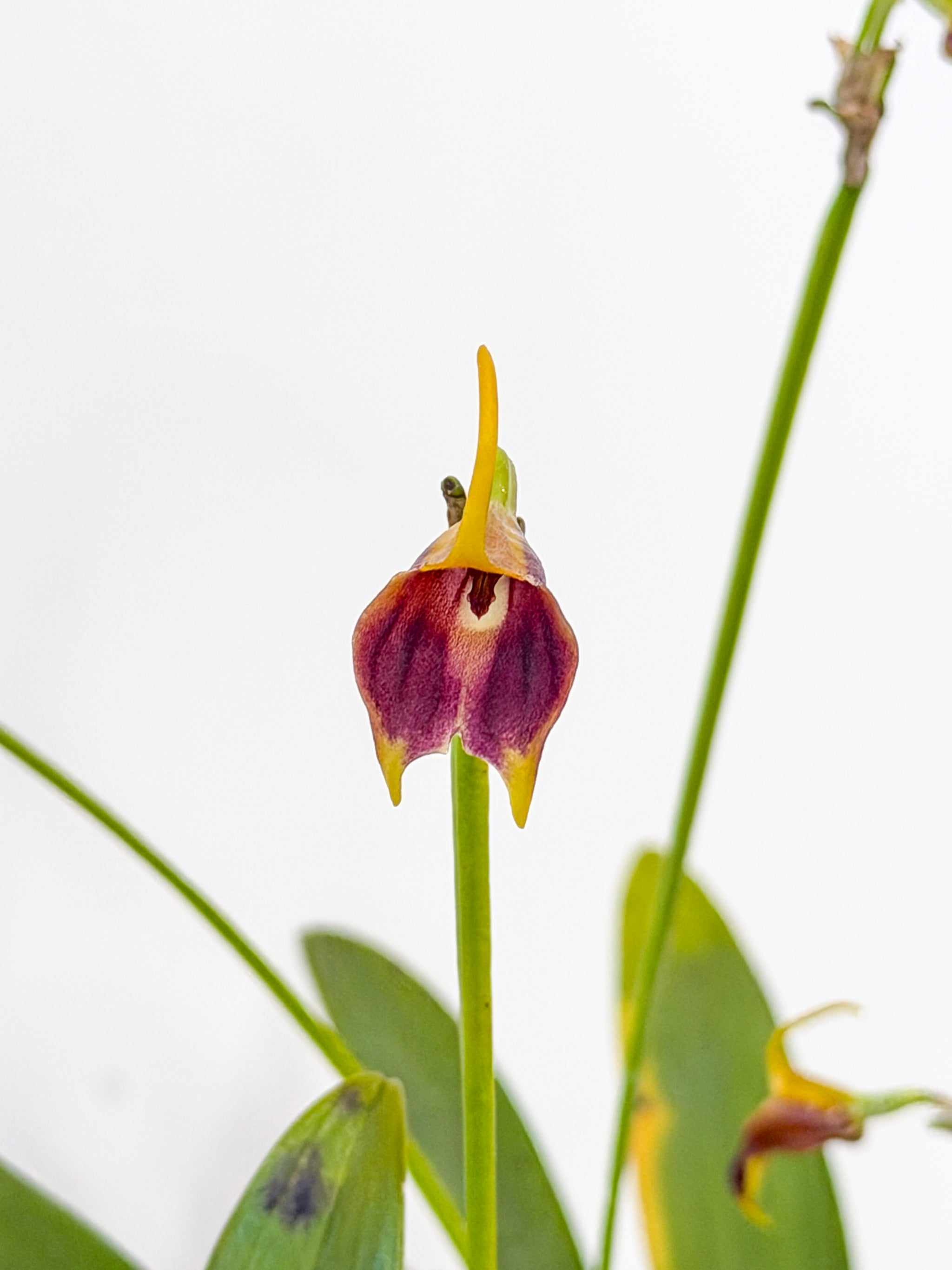 パルメ ヴァランドロー バルトン マロジャリア Masd. weberbaueri × impostor – Roehampton Orchids