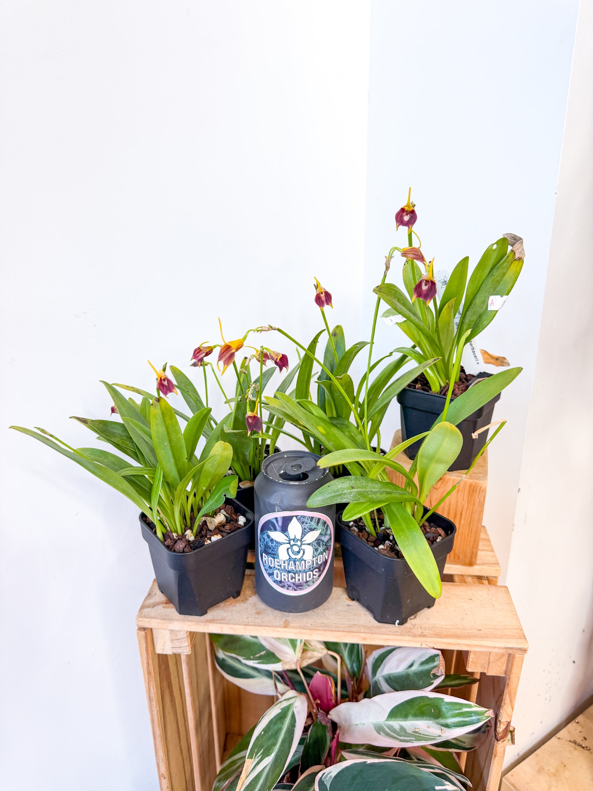 Masd. weberbaueri × impostor – Roehampton Orchids