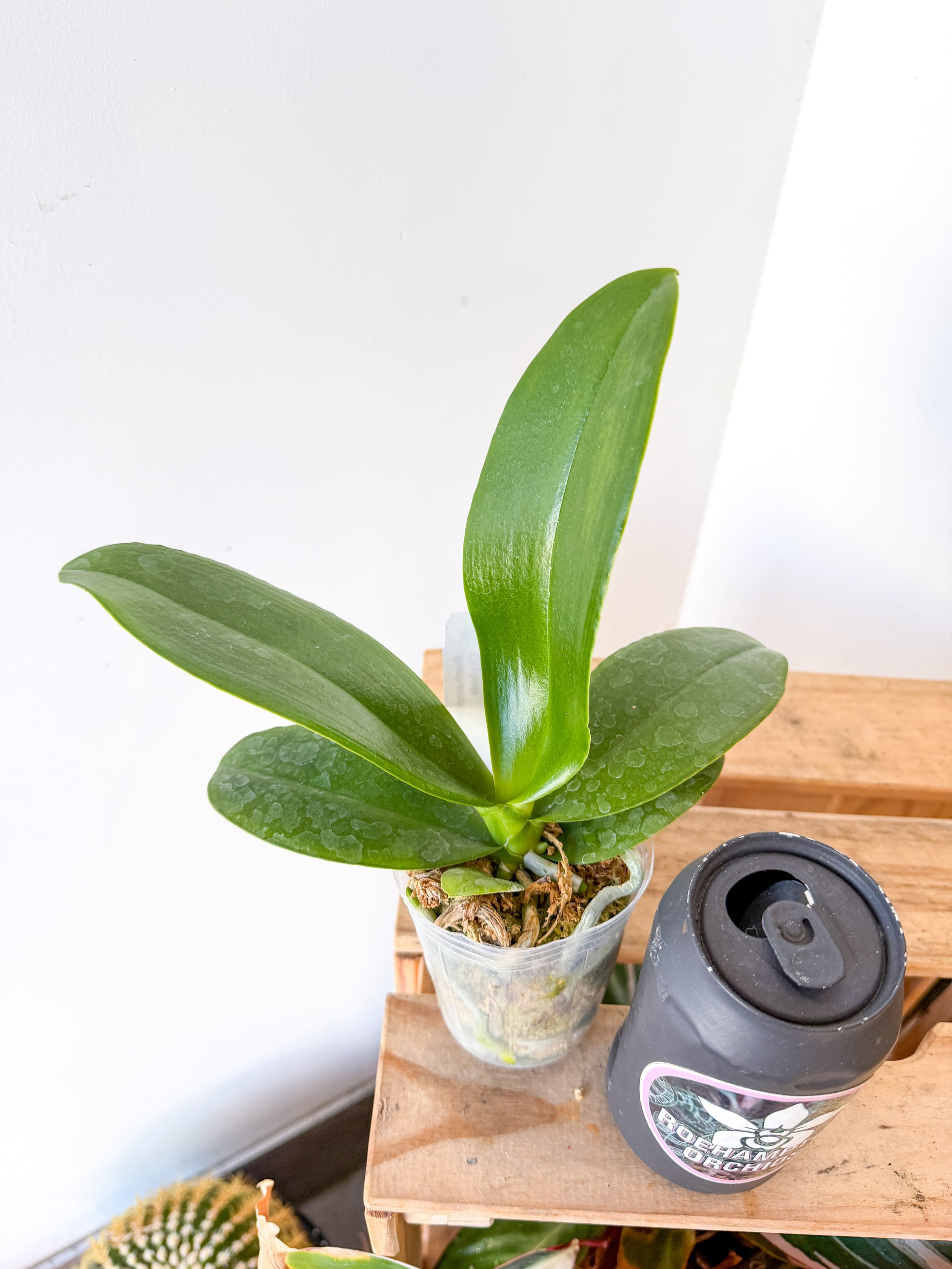 Phal. GW Green World 'Snakeskin' – Roehampton Orchids