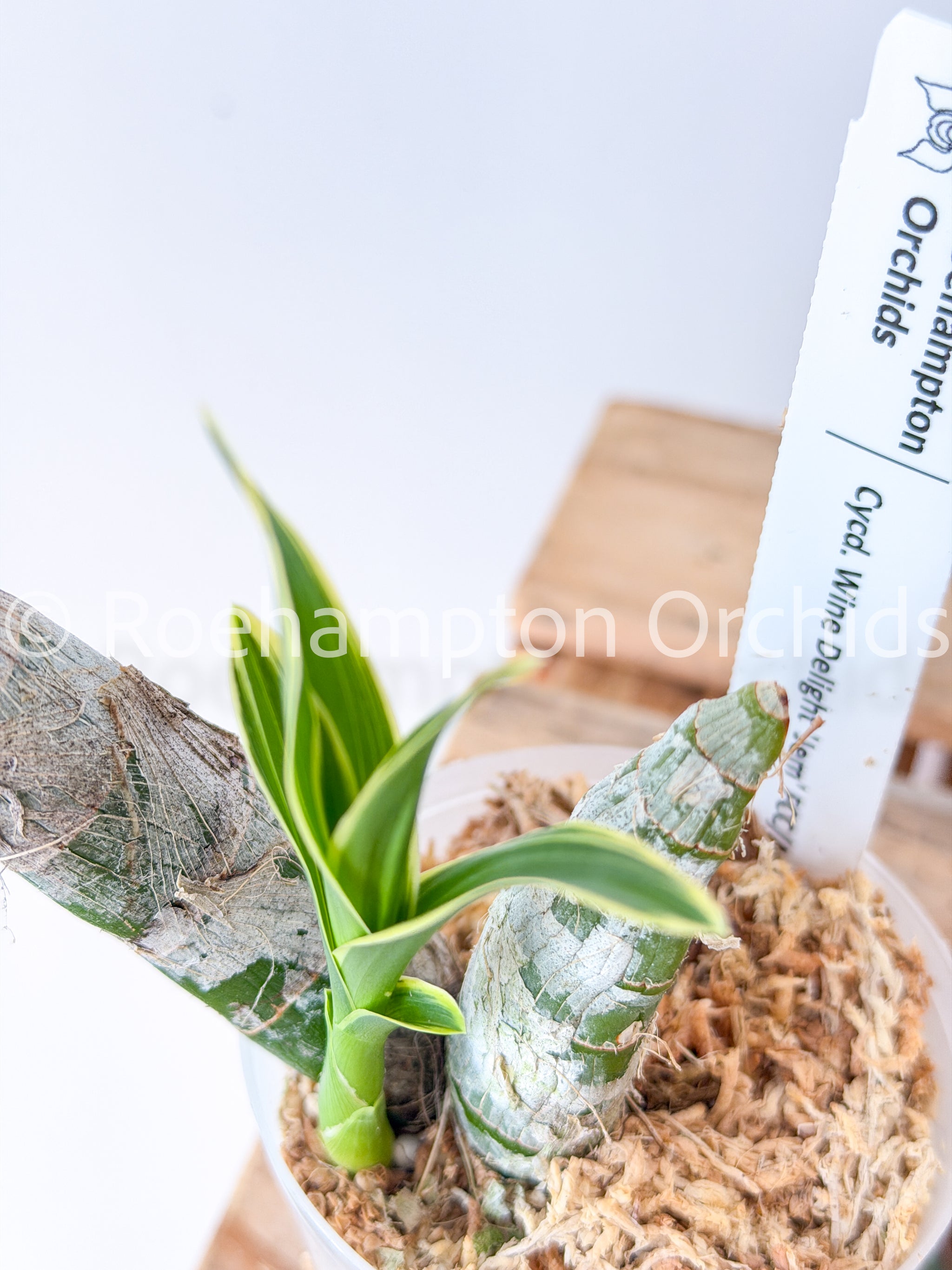 Cycd. Wine Delight 'Jem' FCC/AOS – Roehampton Orchids