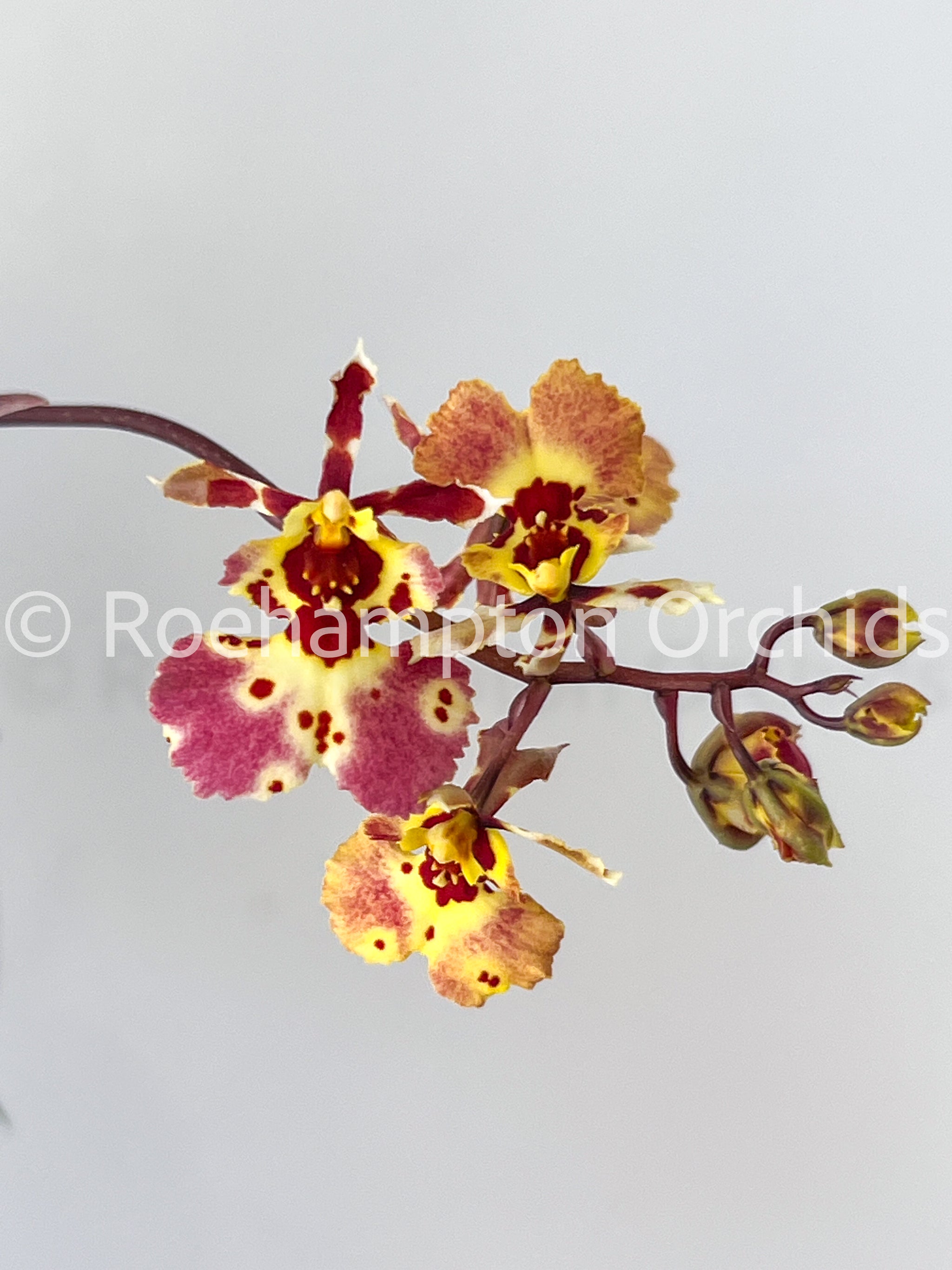 Onc. Tsiku Charlotte – Roehampton Orchids