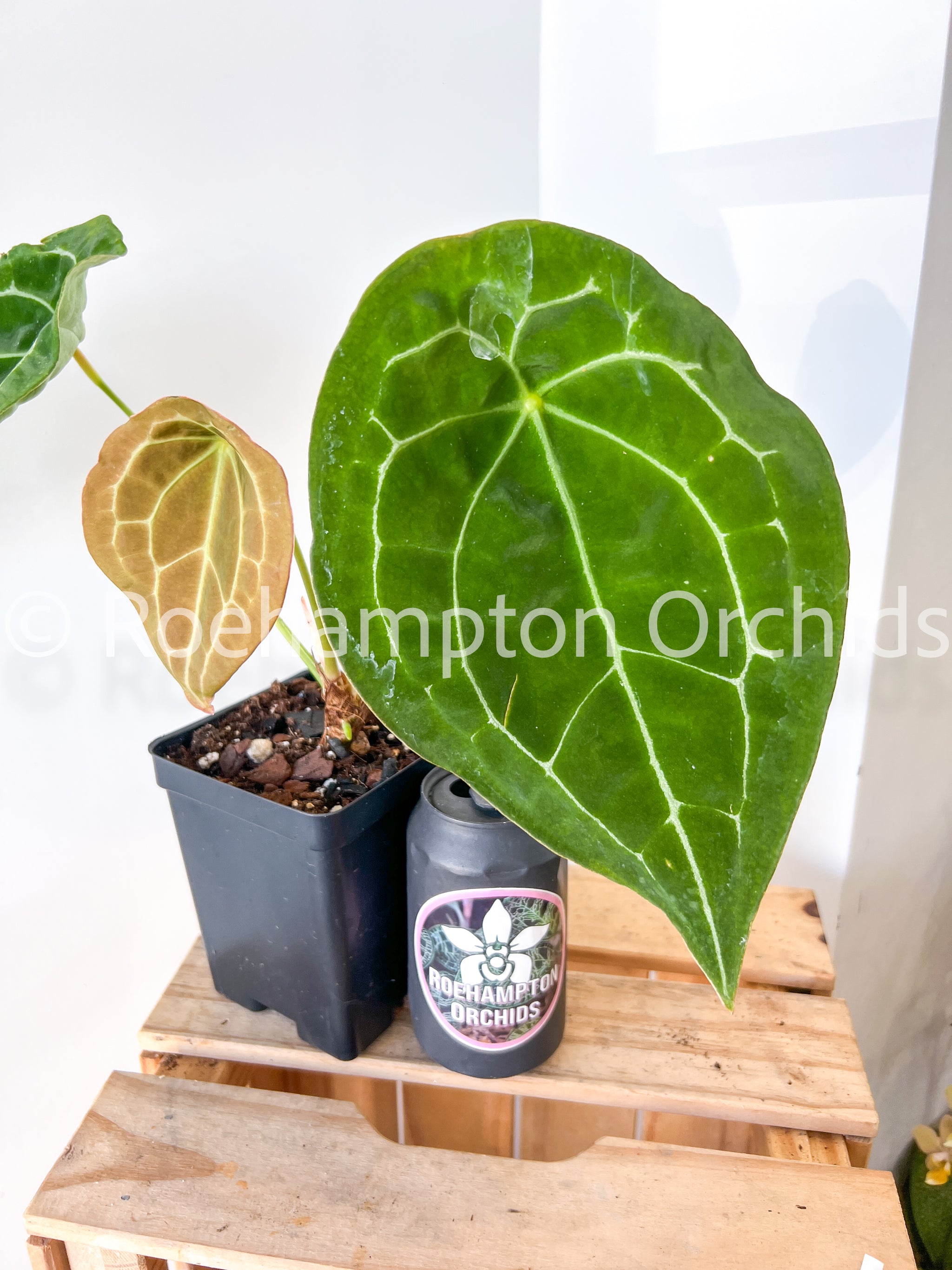 anthurium recavum care Anthurium villenaorum x recavum – Roehampton Orchids