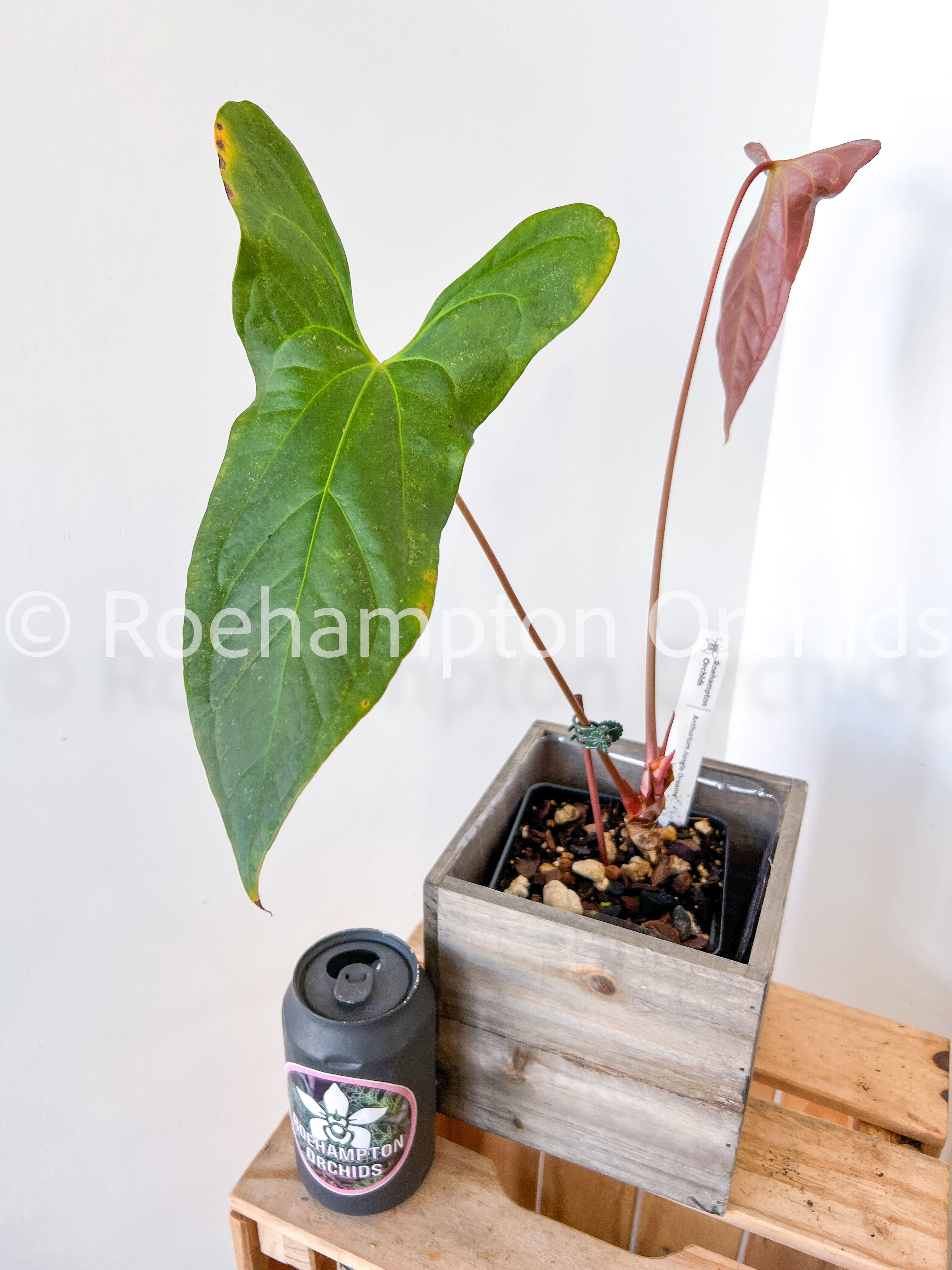jungle anthurium Anthurium Jungle Dreams – Roehampton Orchids