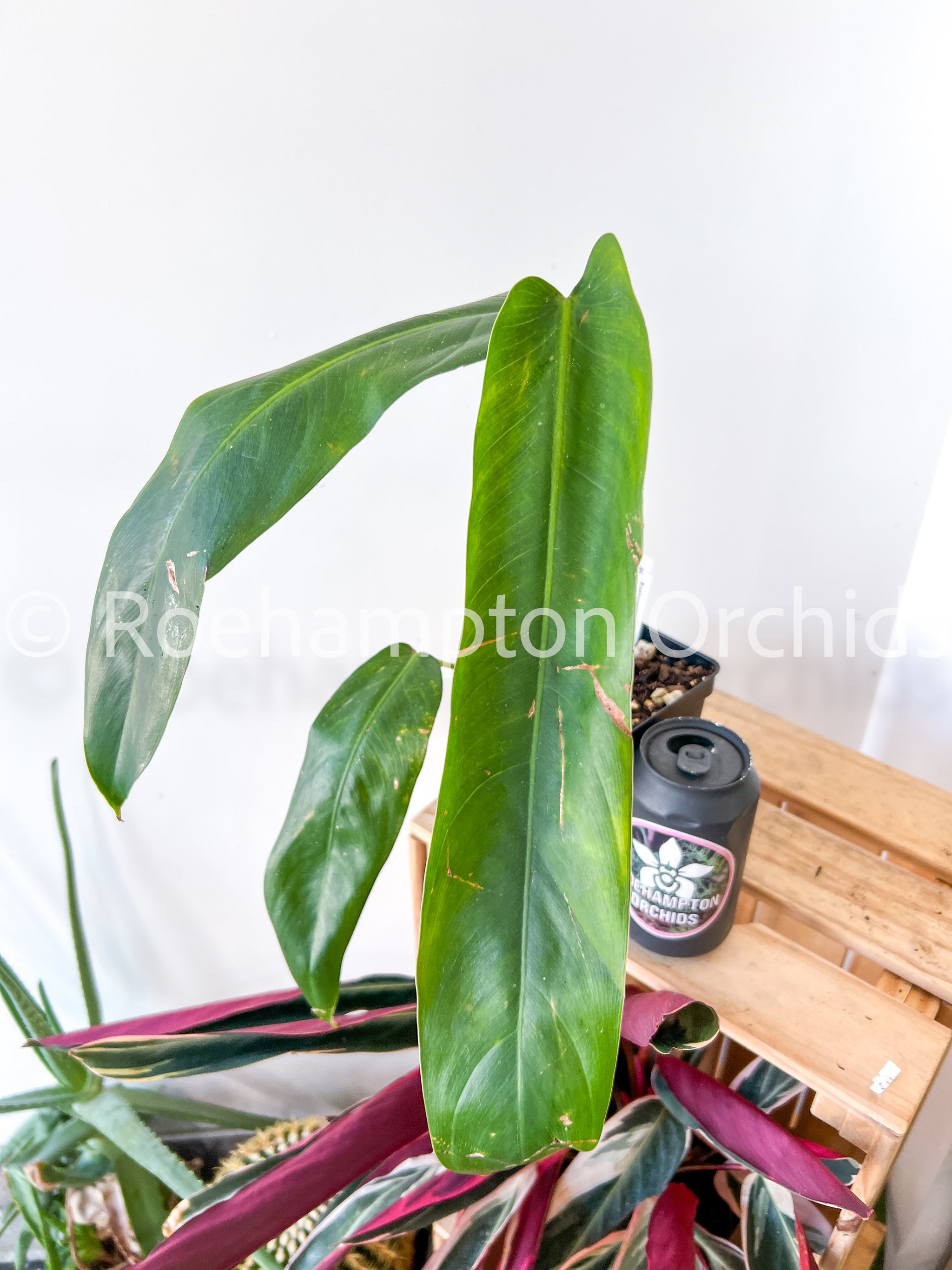 Philodendron Amazon Spirit – Roehampton Orchids