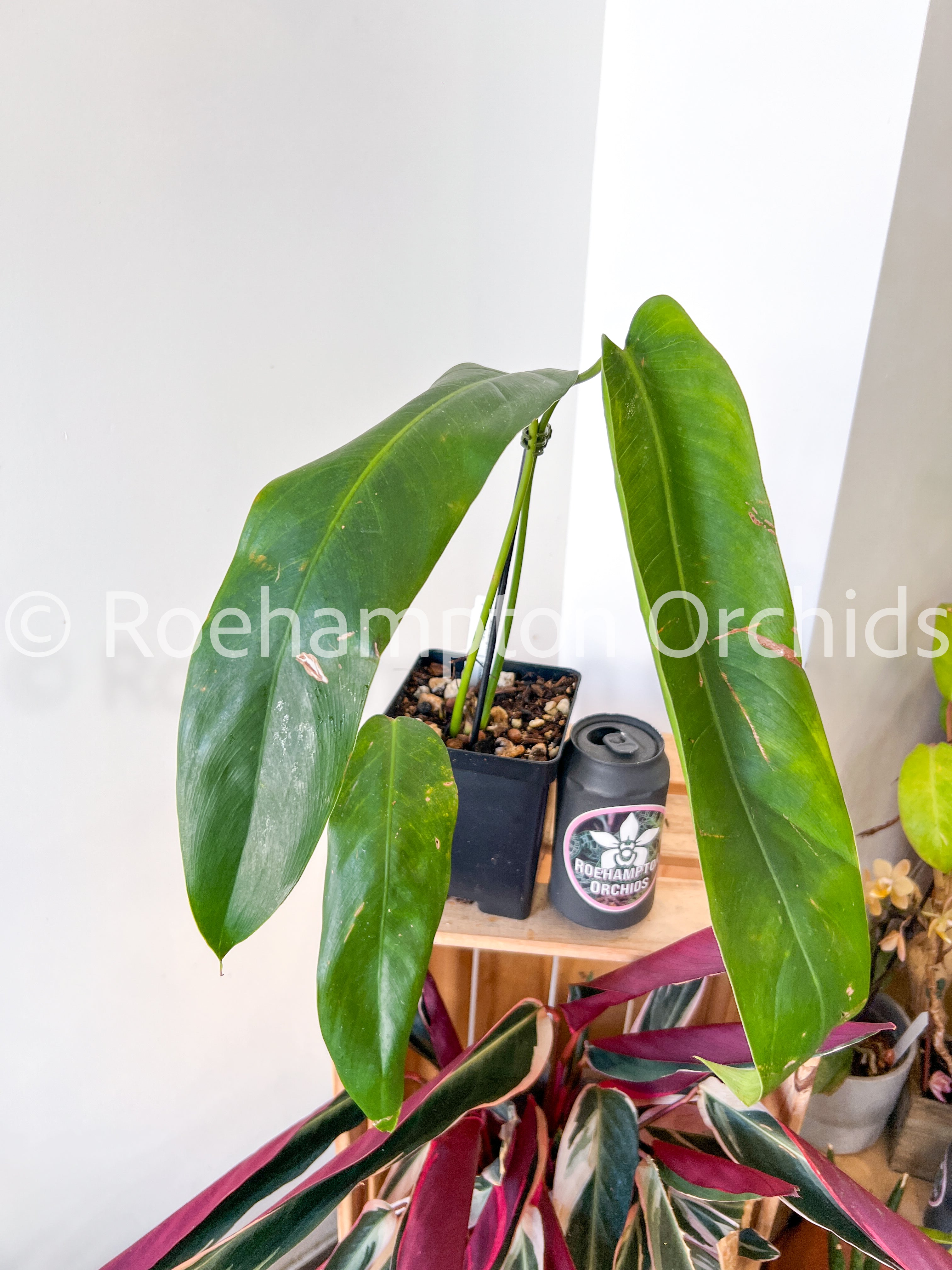 philodendron amazon spirit Philodendron Amazon Spirit – Roehampton Orchids