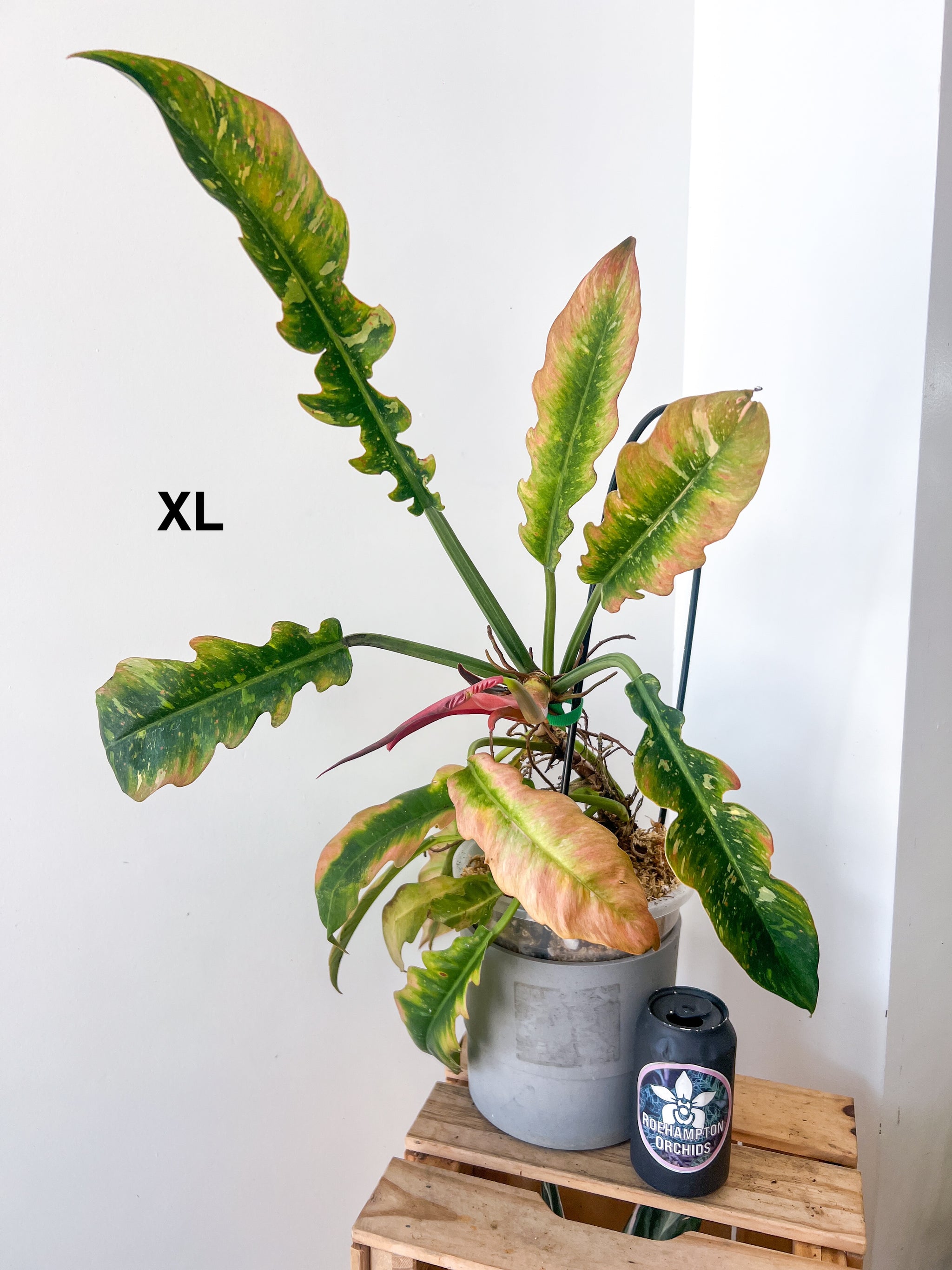 Philodendron Ring of Fire – Roehampton Orchids