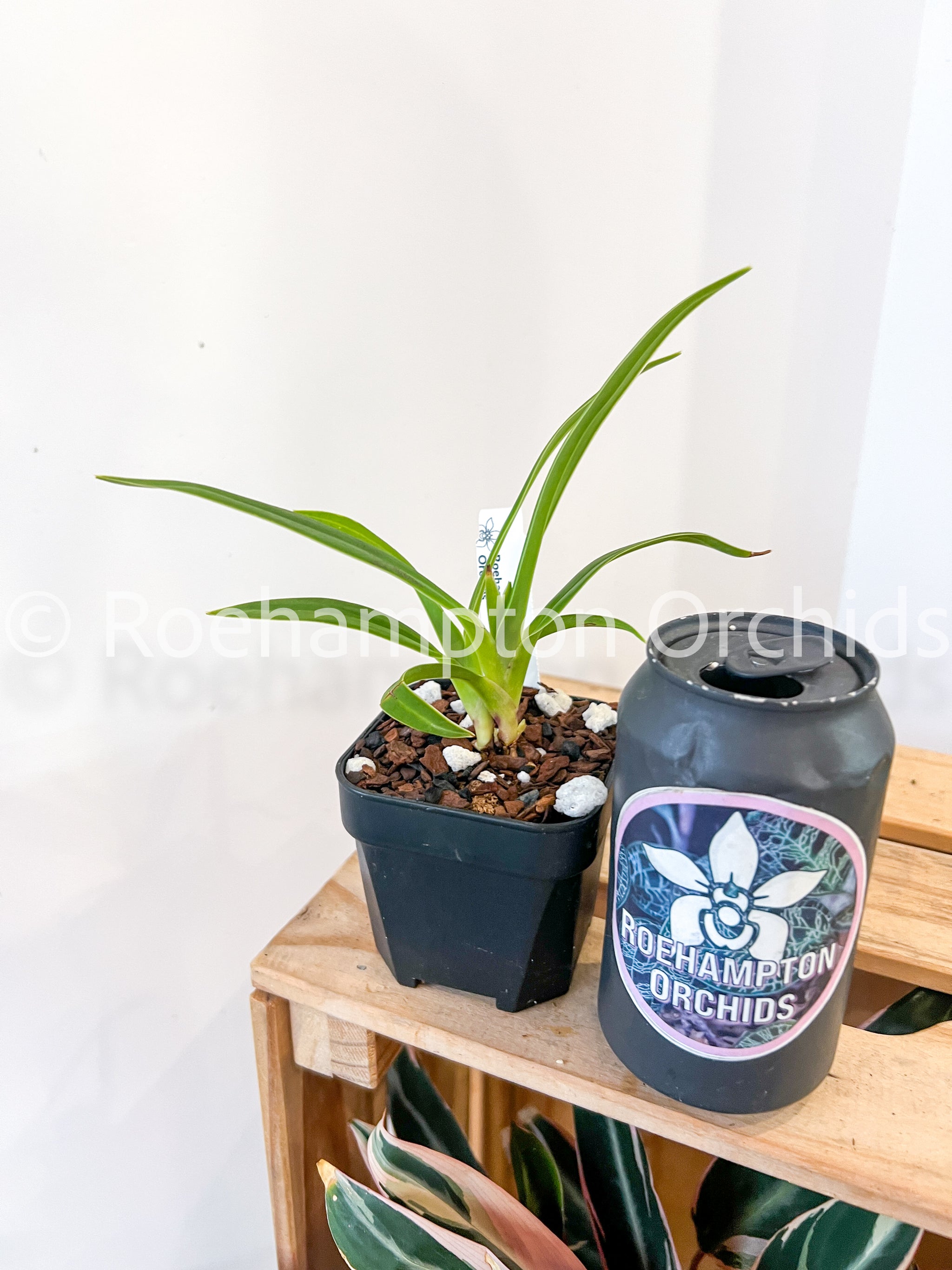 Phrag. Pink Panther – Roehampton Orchids