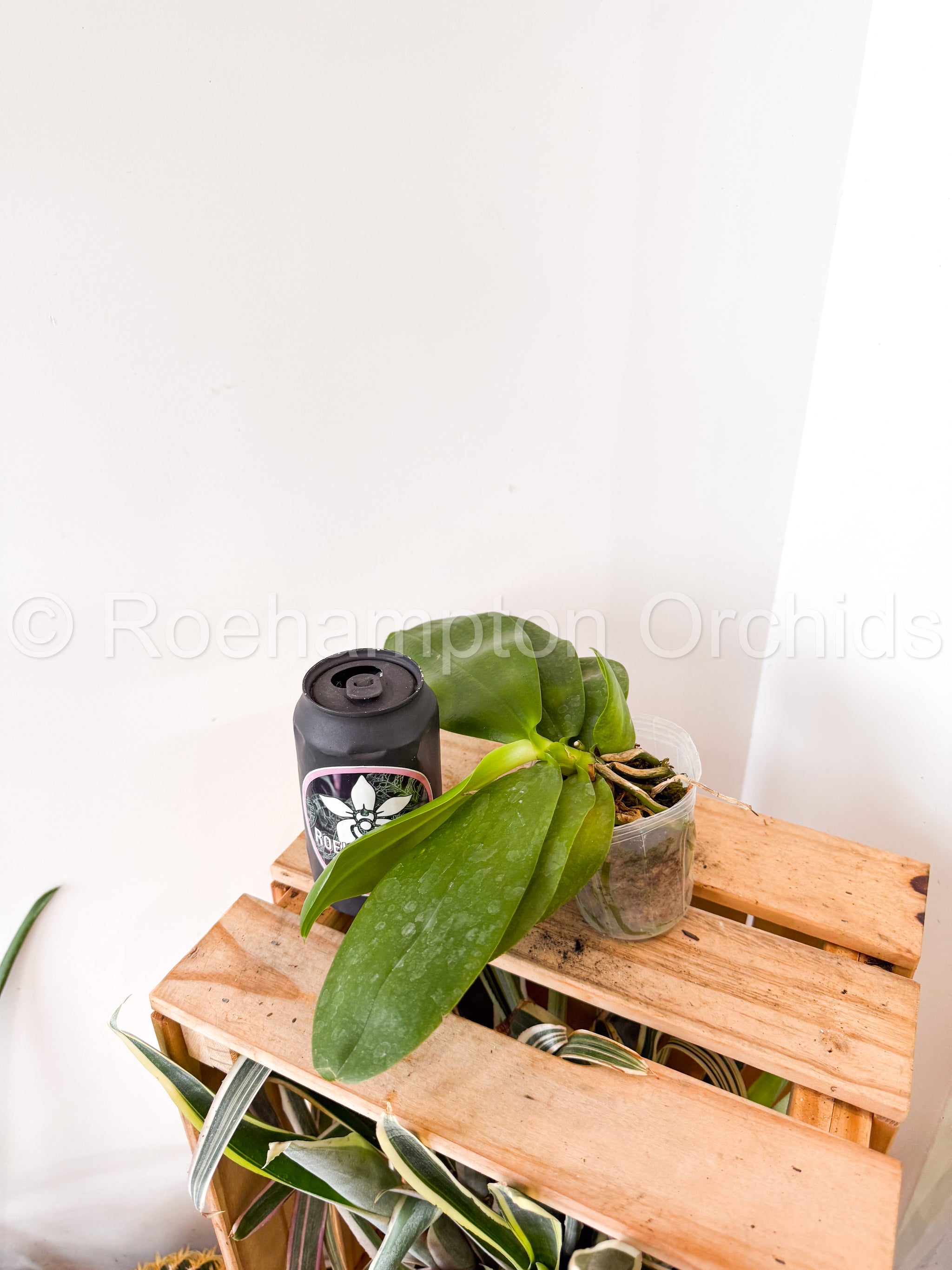 Phal. Meidarland Kaiulani 'Yellow Lion' – Roehampton Orchids