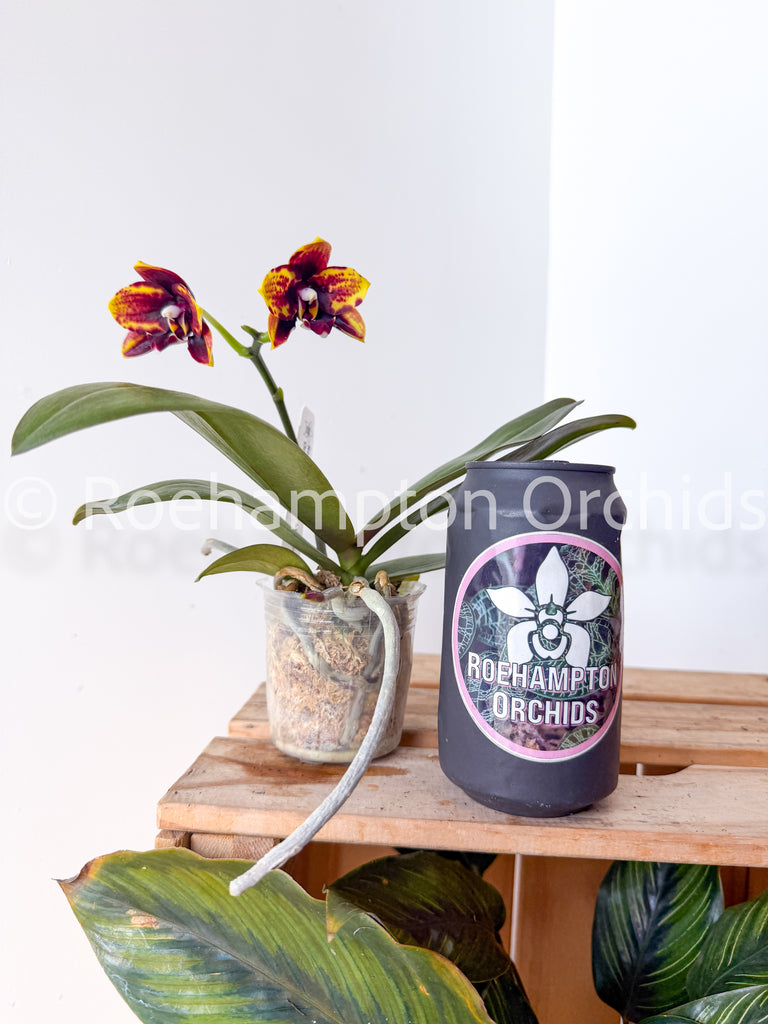 Polychilos Polychilos Phalaenopsis - The 'Summer Star' Subgenus! – Roehampton Orchids