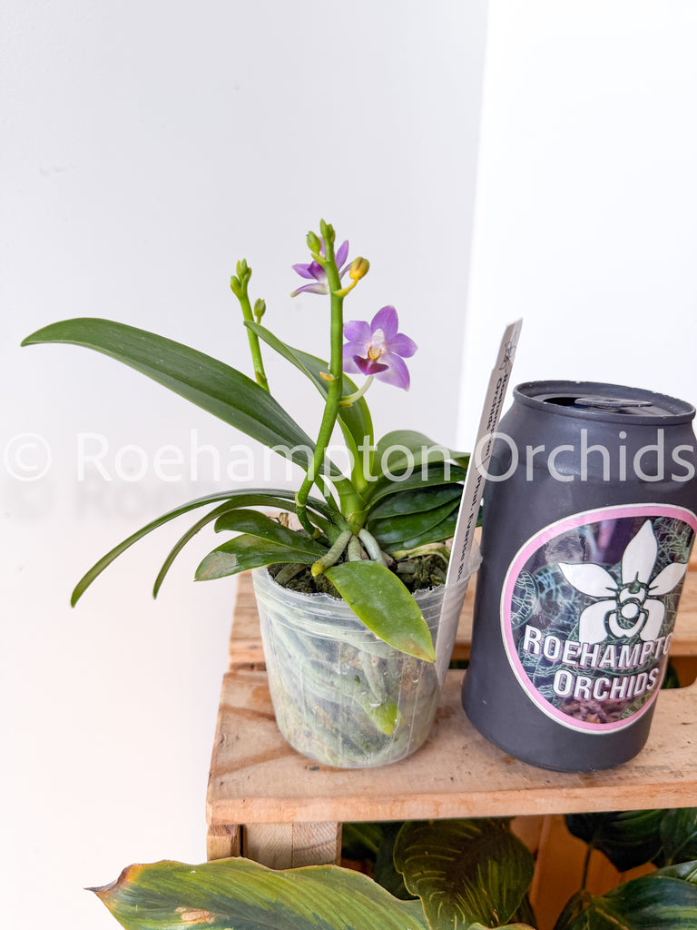 In Spike (Flowering) – Roehampton Orchids