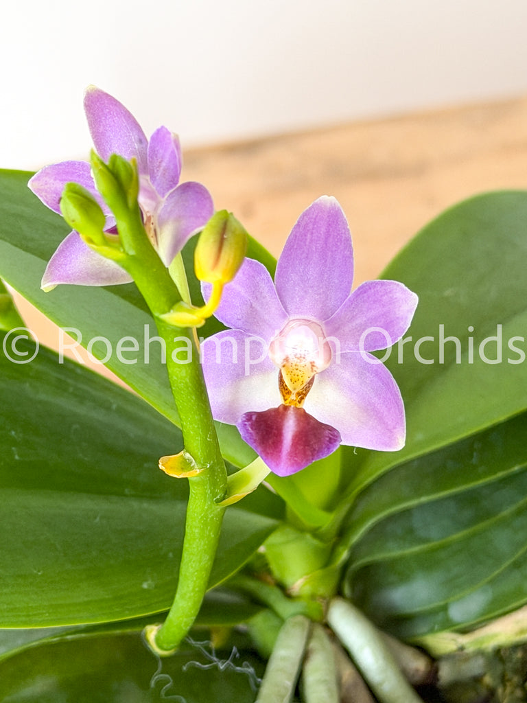 Orchids – Roehampton Orchids
