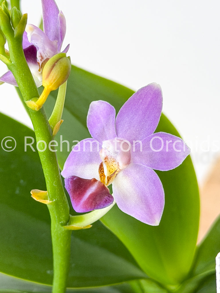 Phal. Evarise Blue Angel – Roehampton Orchids