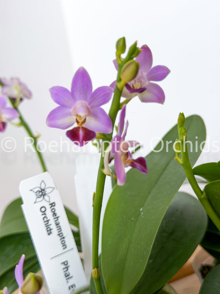 Phal. Evarise Blue Angel – Roehampton Orchids